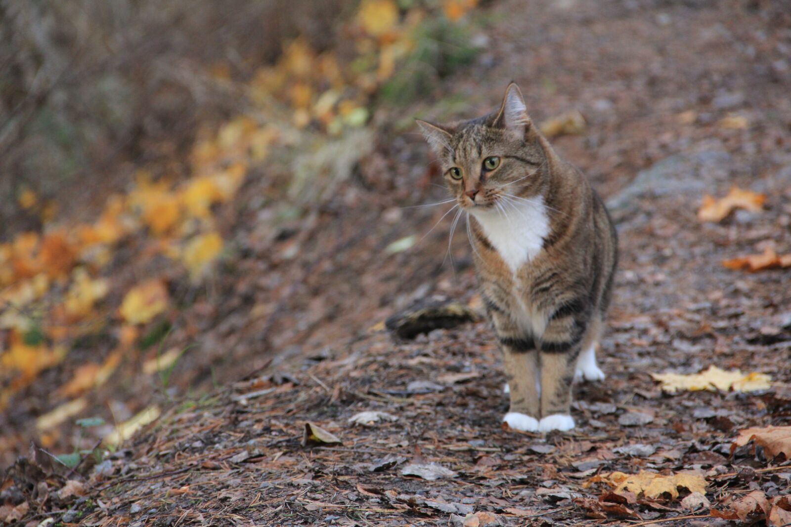 Canon EOS 60D sample photo. Nature, animals, outdoor photography