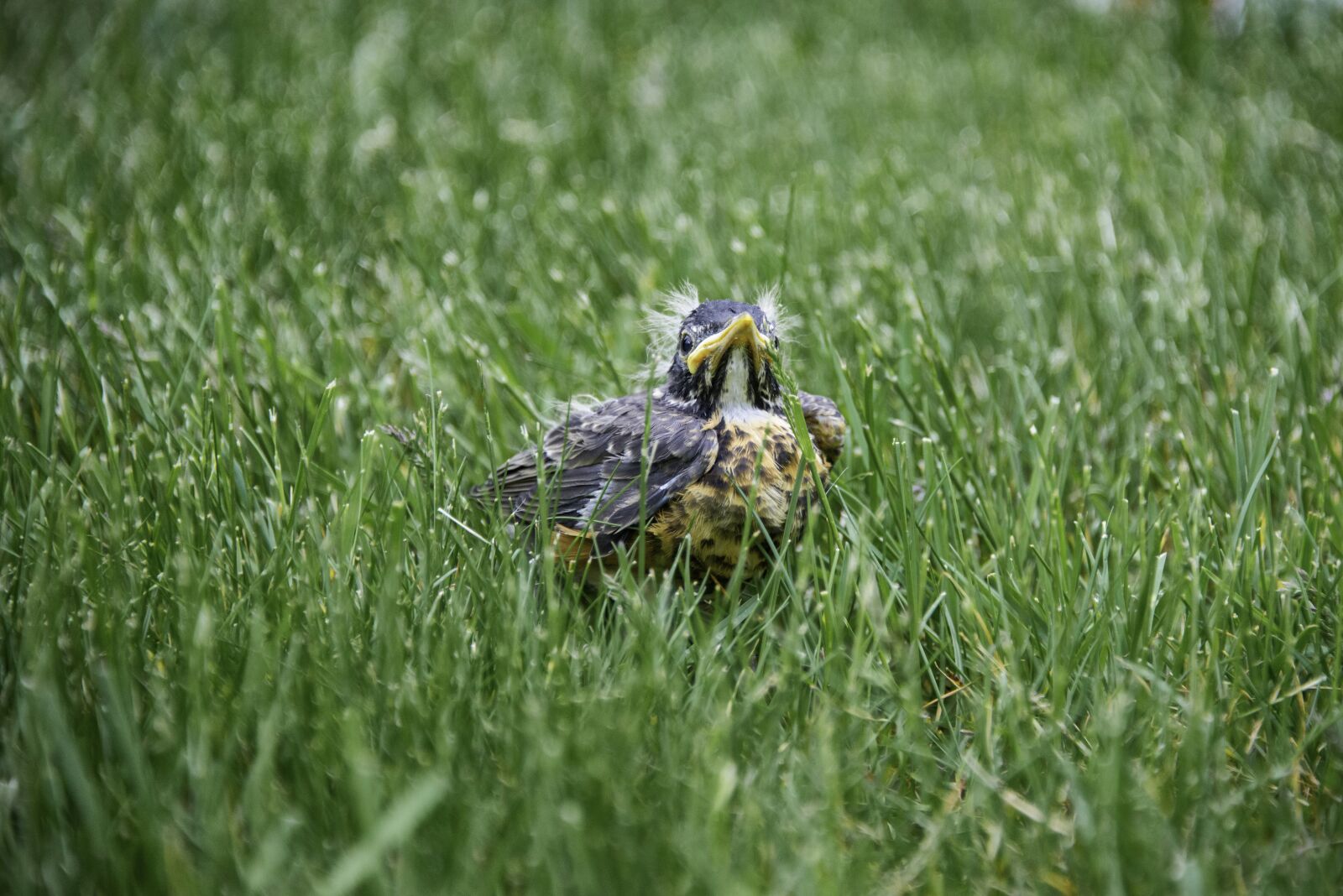 Nikon D800 sample photo. Chick, young, birds photography