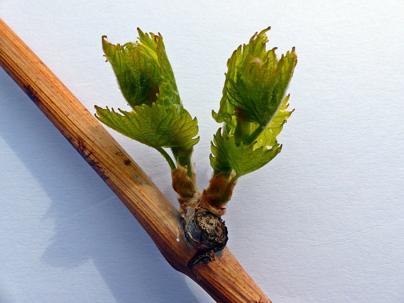 Panasonic Lumix DMC-FZ200 sample photo. Plant, wine, engine photography