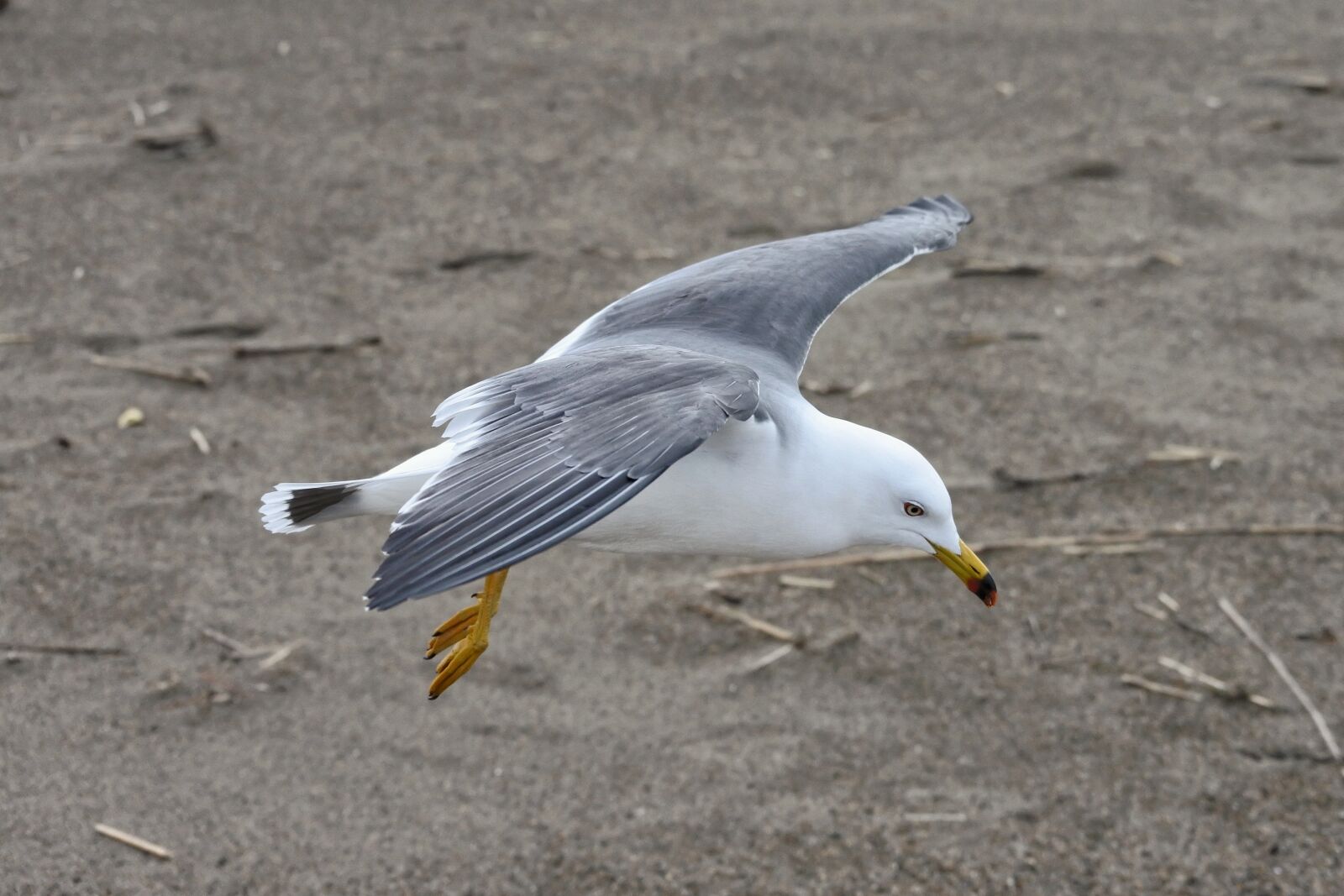 Nikon 1 Nikkor VR 30-110mm F3.8-5.6 sample photo. Animal, coast, beach photography