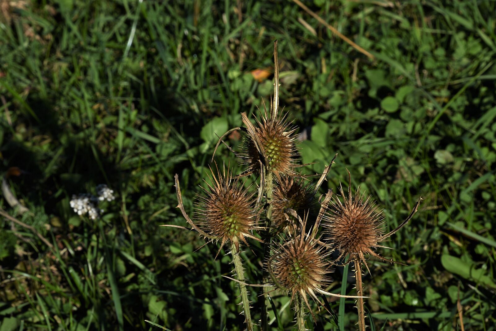Nikon D750 sample photo. Thistles, prickly, thistle flower photography