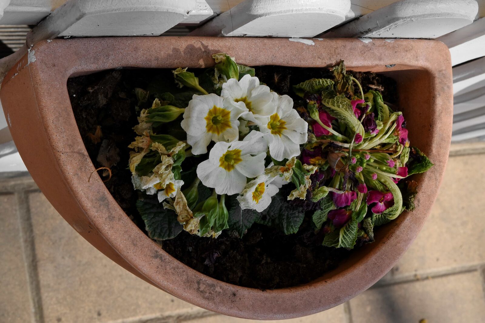Nikon D5500 sample photo. Fence, picket fence, flower photography