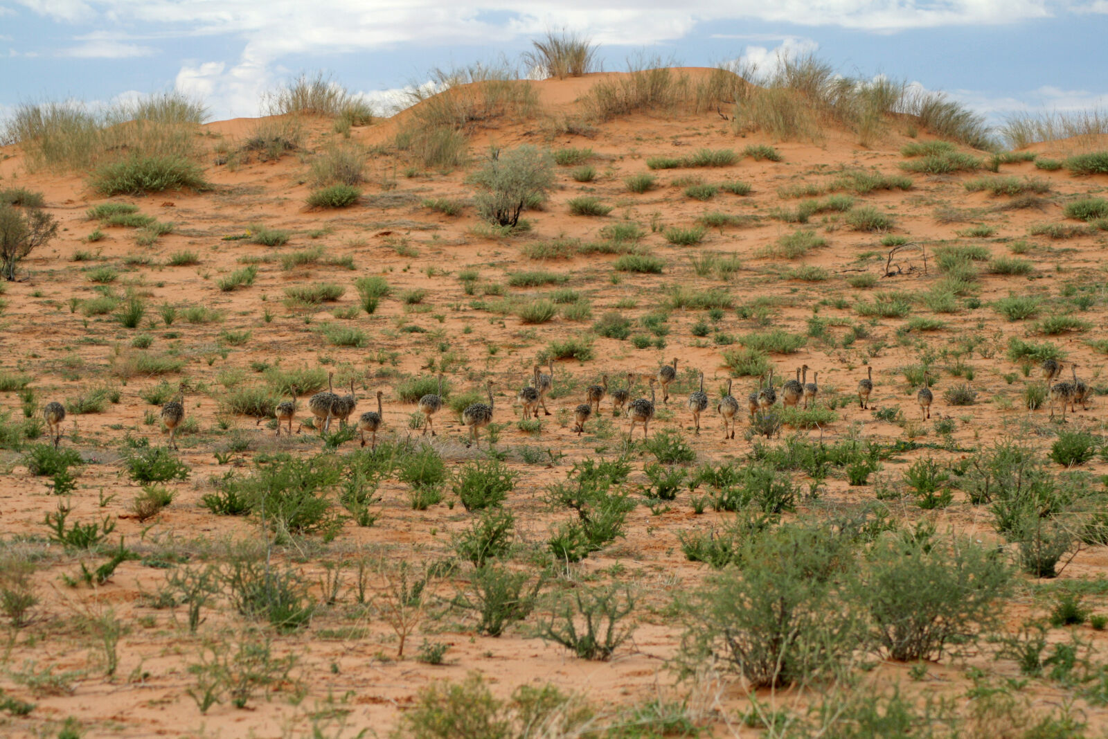 Canon EOS 400D (EOS Digital Rebel XTi / EOS Kiss Digital X) sample photo. Animals, birds, desert, feather photography