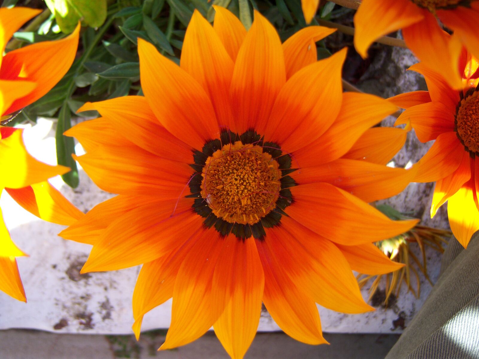 Kodak EASYSHARE V1003 ZOOM DIGITAL CAMERA sample photo. Flower, sun, orange photography
