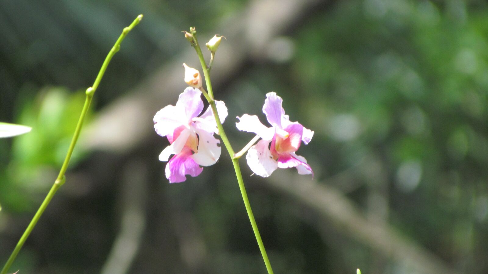 Canon PowerShot SX30 IS sample photo. Orchid flowers, orchid, flower photography