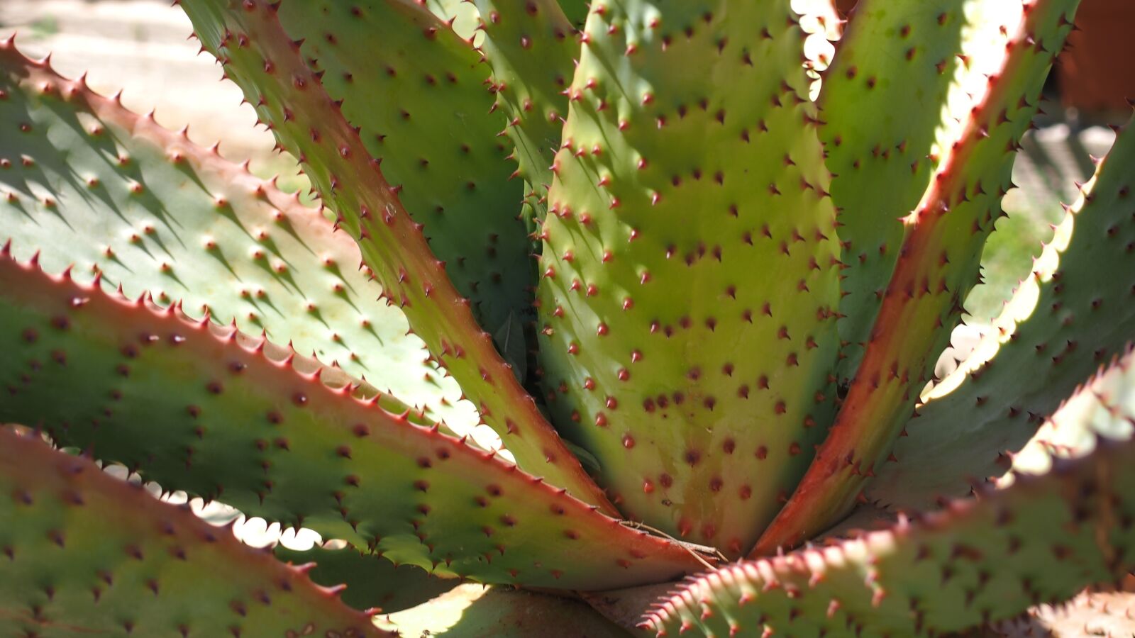 Olympus PEN E-PL6 sample photo. Plant, quills, thorns photography