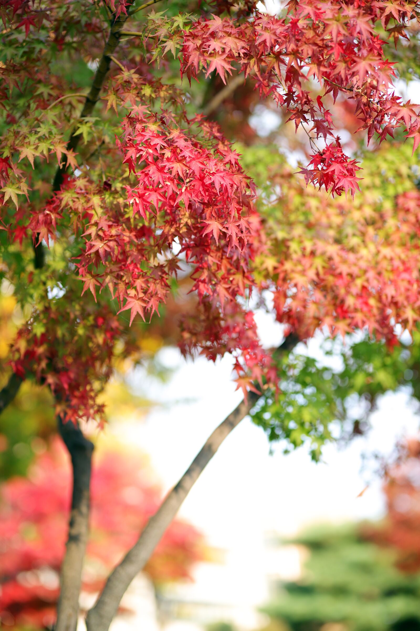 Canon EOS 6D Mark II + Sigma 85mm F1.4 DG HSM Art sample photo. Leaves, the leaves, autumn photography