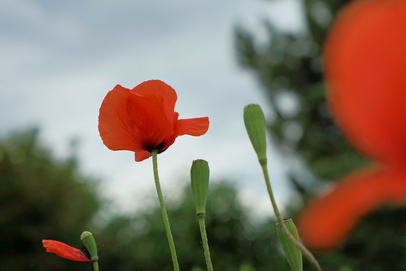 Sony Vario Tessar T* FE 24-70mm F4 ZA OSS sample photo. Poppy, red, poppy flower photography