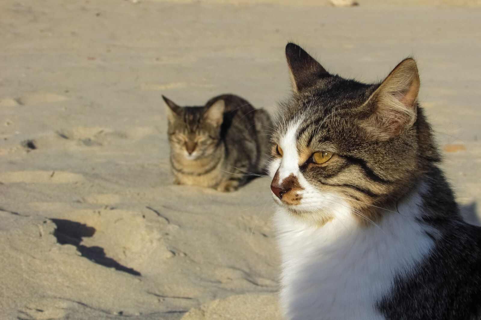 Canon PowerShot SX400 IS sample photo. Cat, stray, beach photography