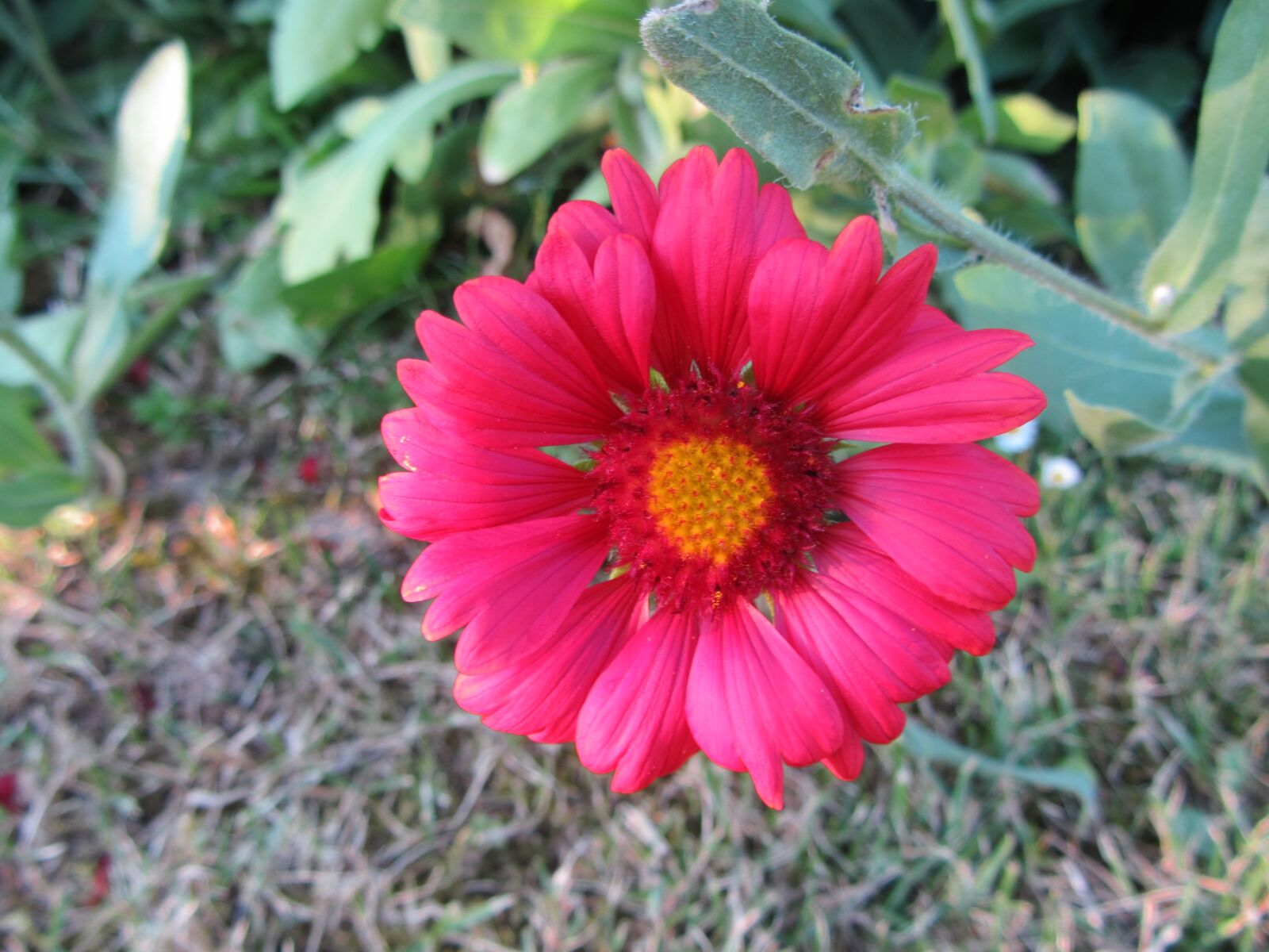 Canon PowerShot SX220 HS sample photo. Flower, spring, plant photography