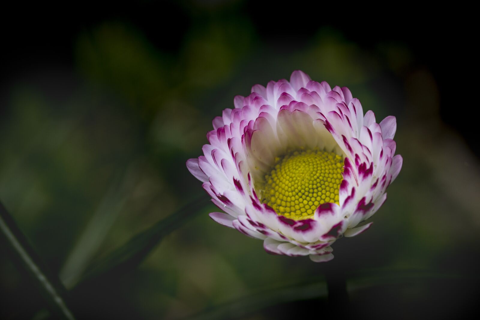 Canon EF-S 60mm F2.8 Macro USM sample photo. Daisy, simple, green background photography