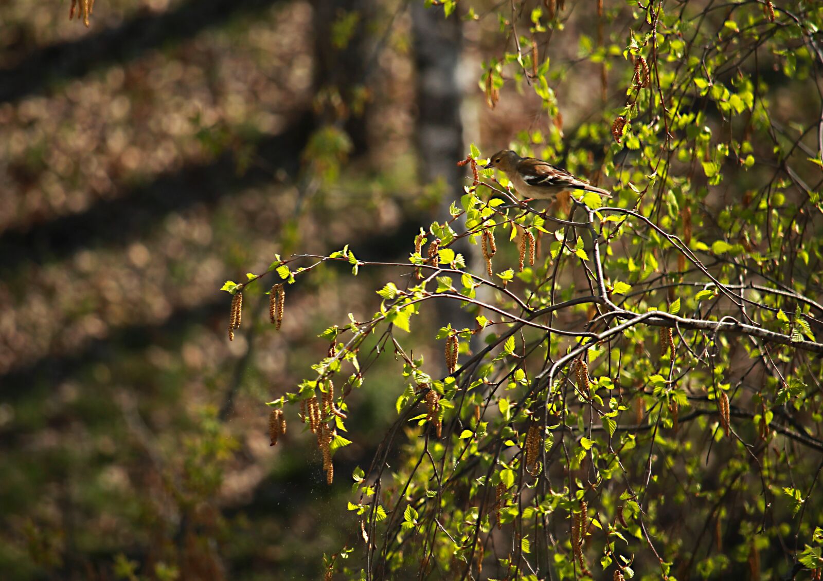 Canon EOS 1200D (EOS Rebel T5 / EOS Kiss X70 / EOS Hi) sample photo. Spring, birch, sparrow photography