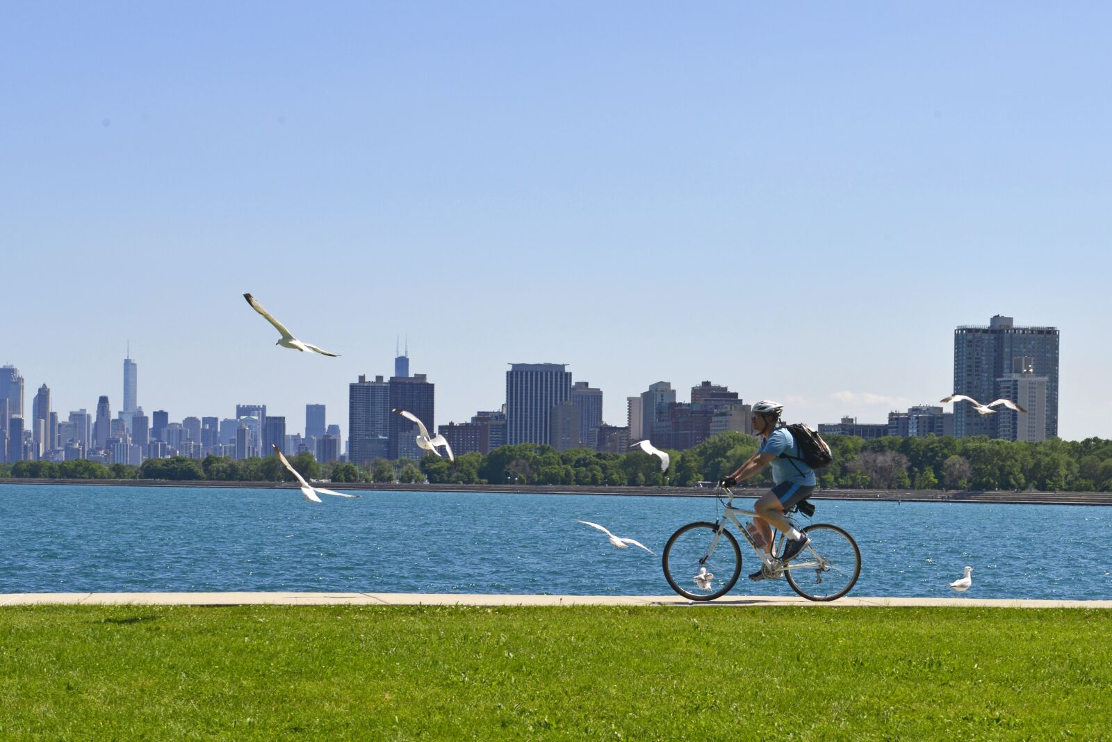 Nikon D800 sample photo. Chicago, lake michigan, seagull photography