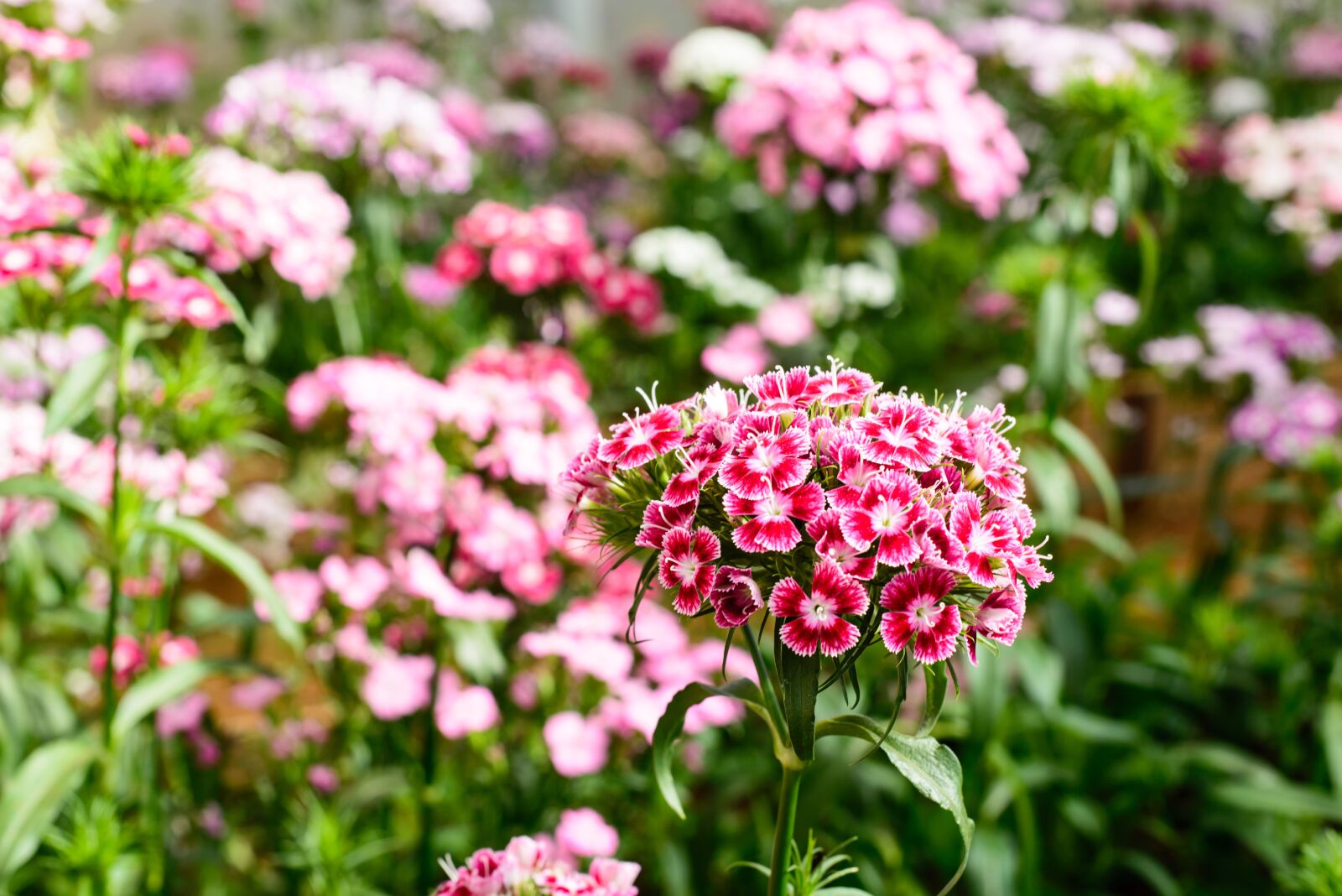 Nikon D600 sample photo. Flower, gardens, pink flower photography