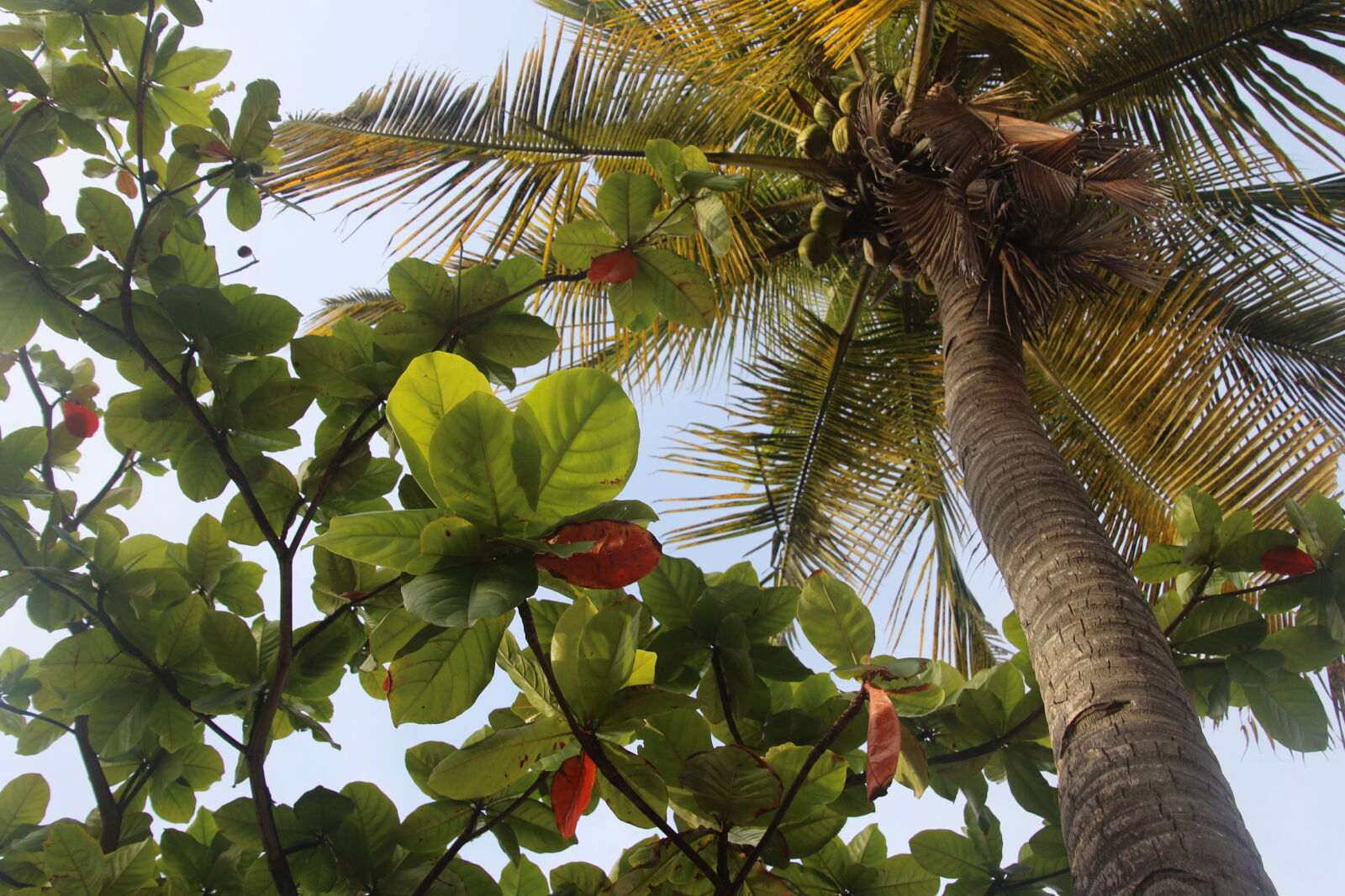 Canon EOS 7D Mark II sample photo. Coconut, green, leaves, palm photography