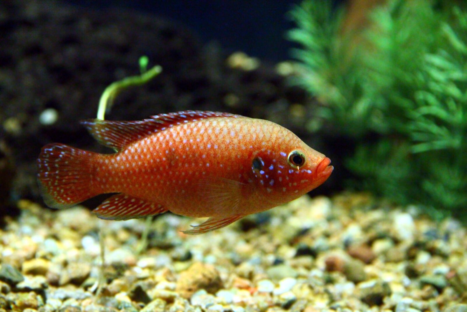 Canon EOS 650D (EOS Rebel T4i / EOS Kiss X6i) sample photo. Chromis, handsome man, hemichromis photography