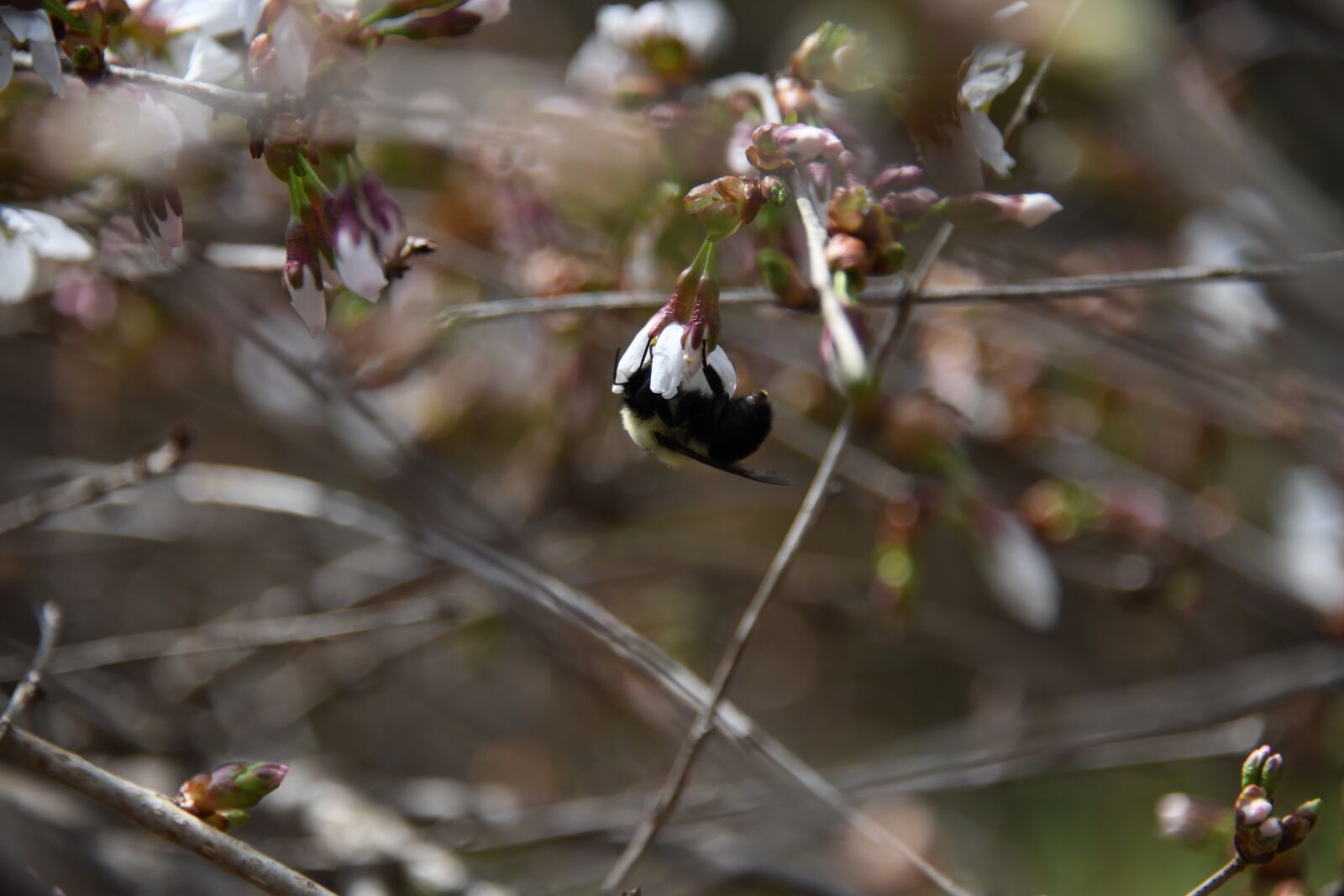 Nikon D850 sample photo. Bumblebee, spring, flower photography