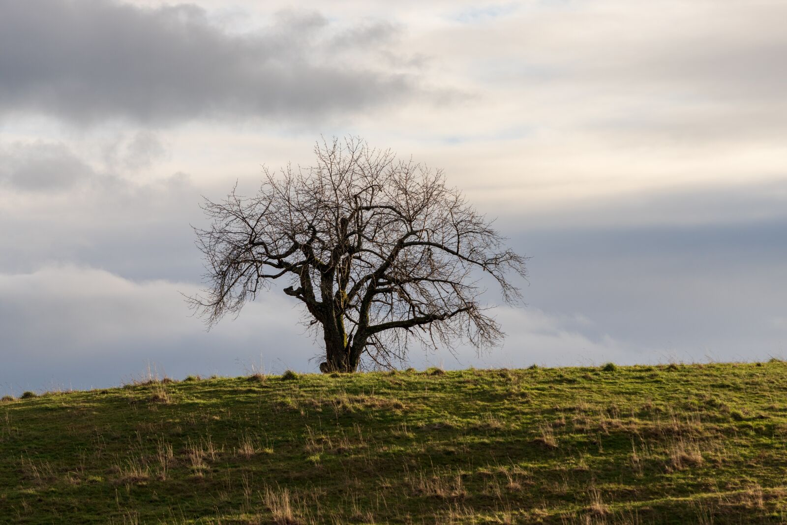 Canon EOS 6D Mark II sample photo. Tree, lonely, landscape photography