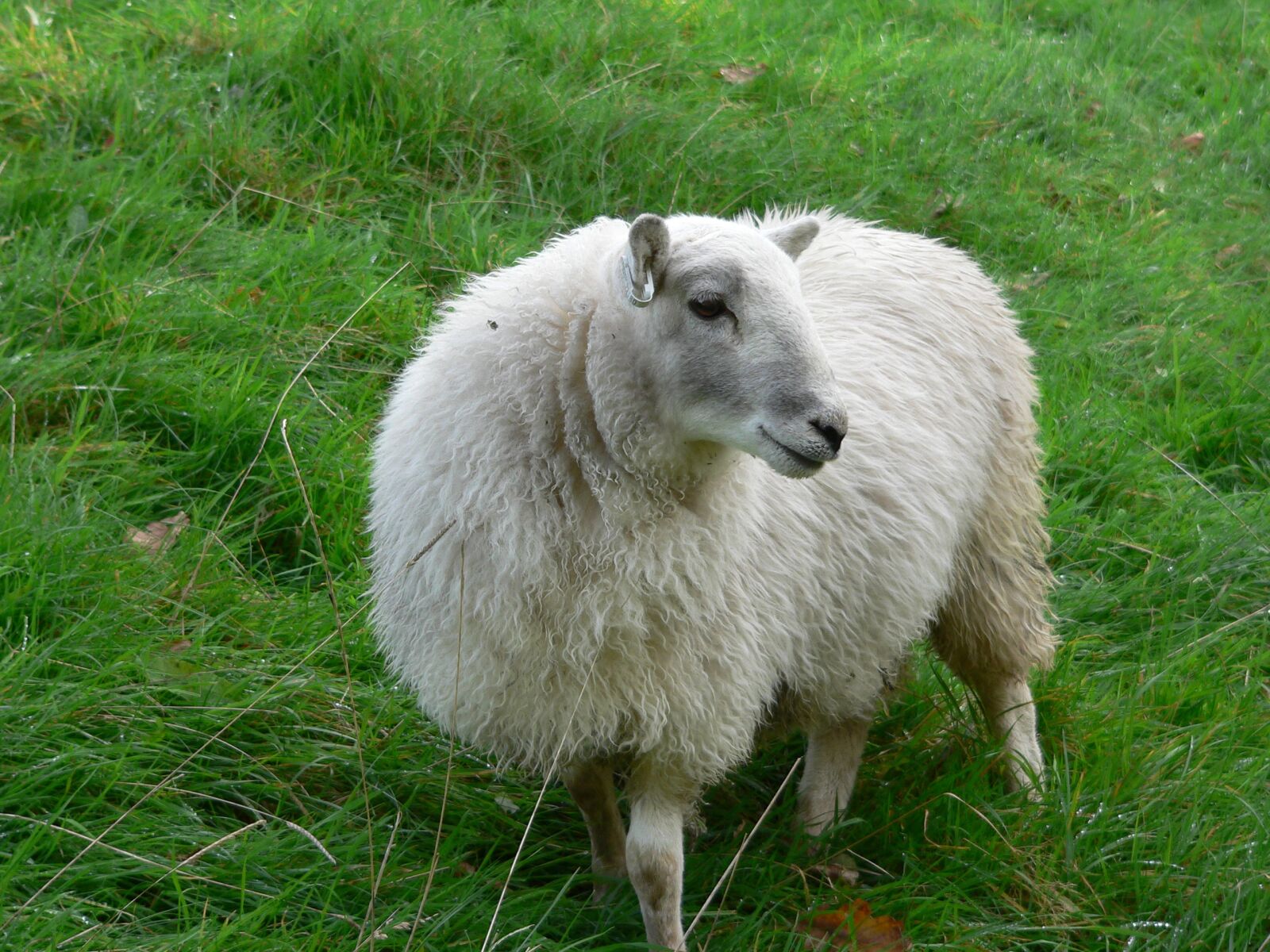 Panasonic DMC-FZ20 sample photo. Sheep, field, animal photography