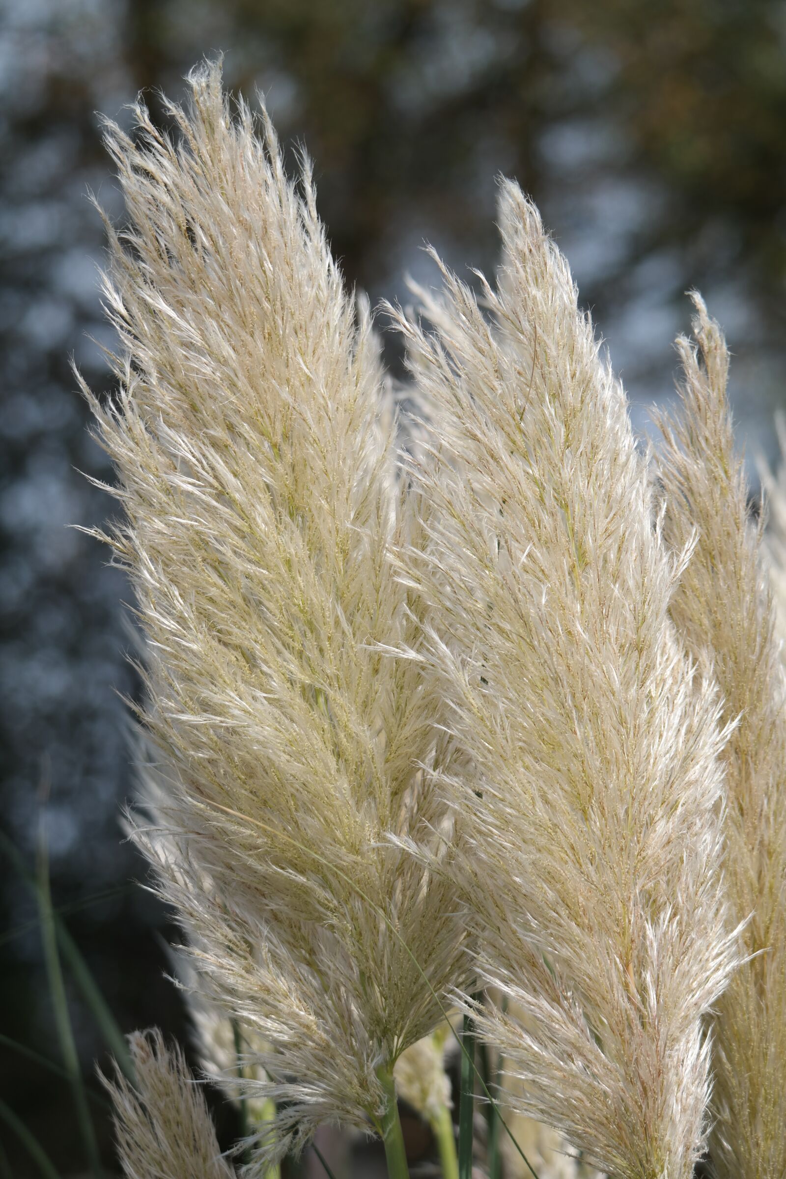 Samsung NX30 + NX 50-200mm F4-5.6 sample photo. Grass, blossom, bloom photography