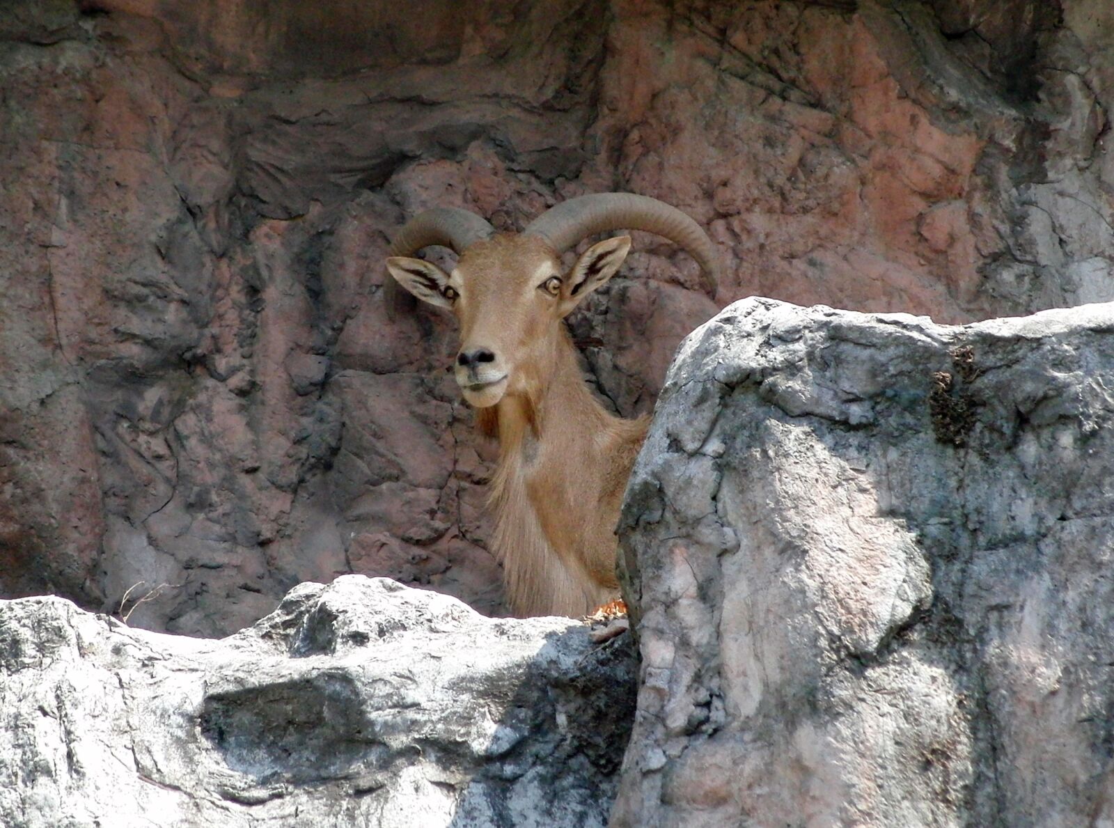 CASIO EX-FC100 sample photo. Barbary sheep, ammotragus lervia photography