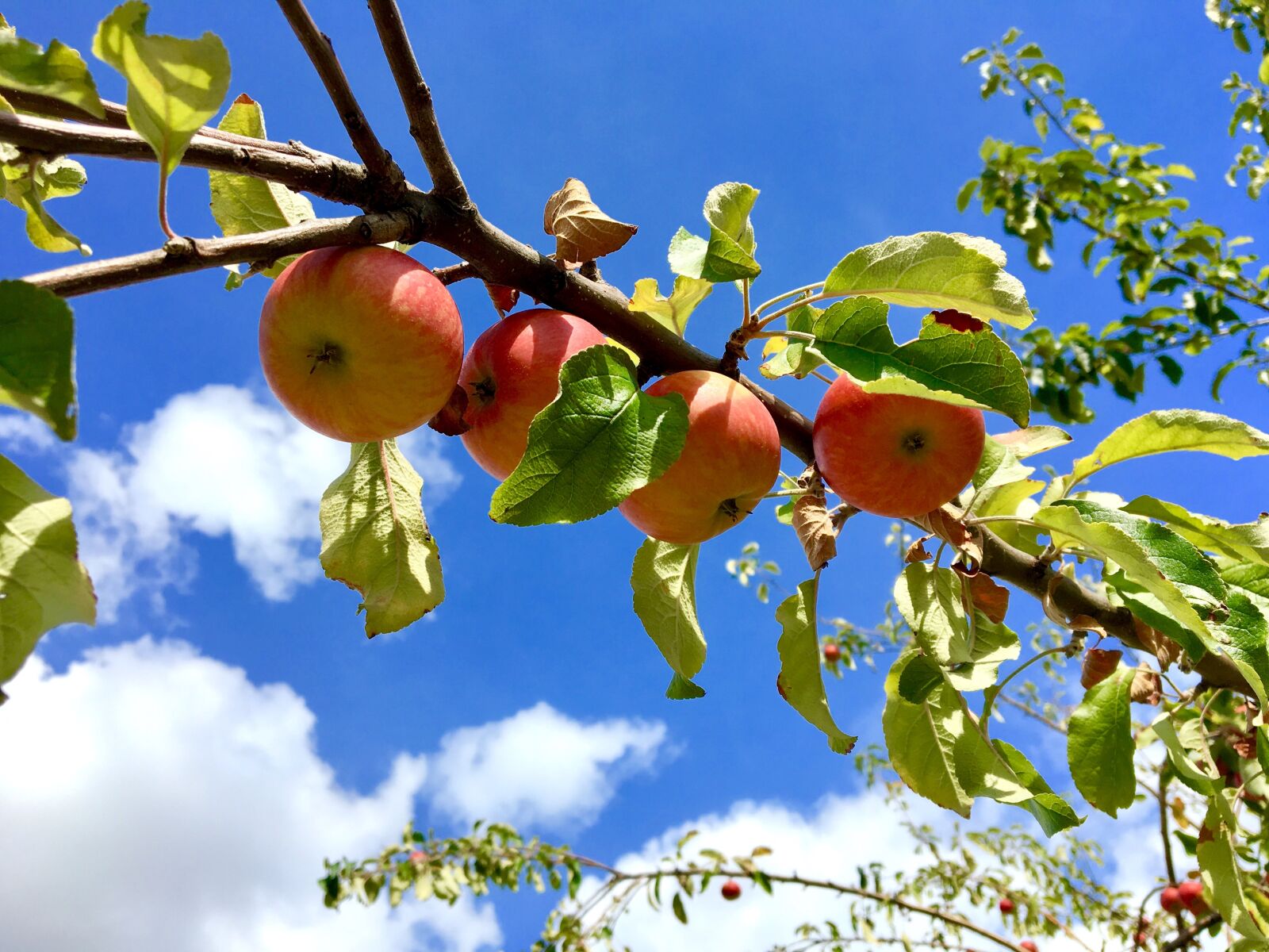 Apple iPhone 6s sample photo. Apple, apple tree, sky photography
