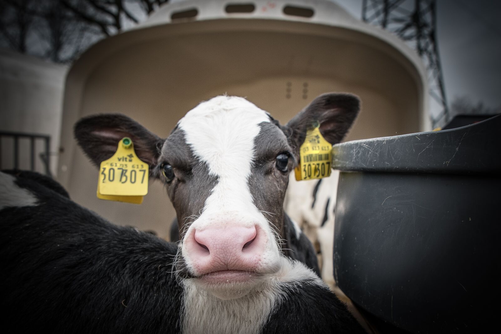 Nikon D750 sample photo. Cattle, calf, beef photography
