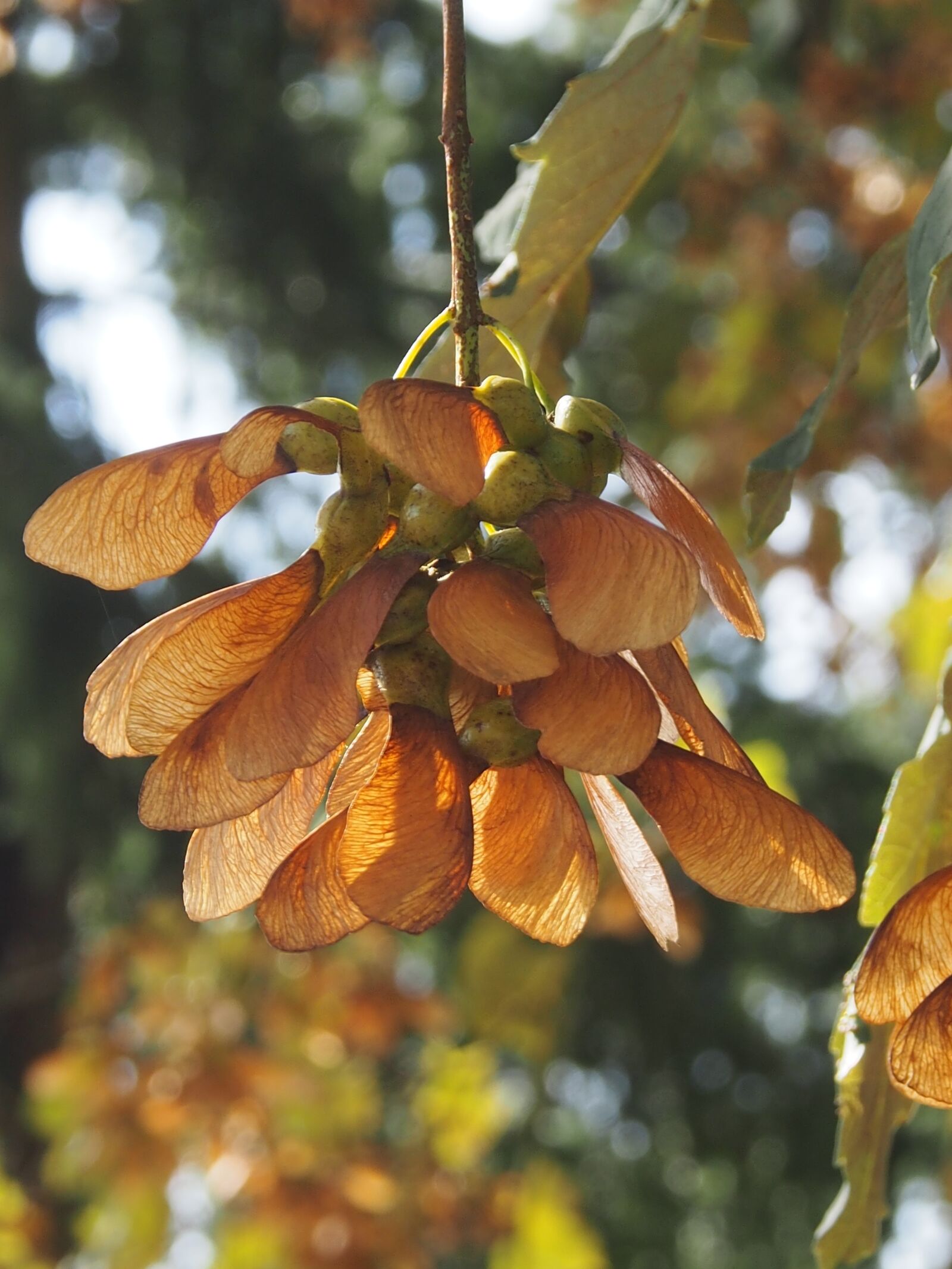 Olympus OM-D E-M5 sample photo. Maple seeds, autumn, close photography