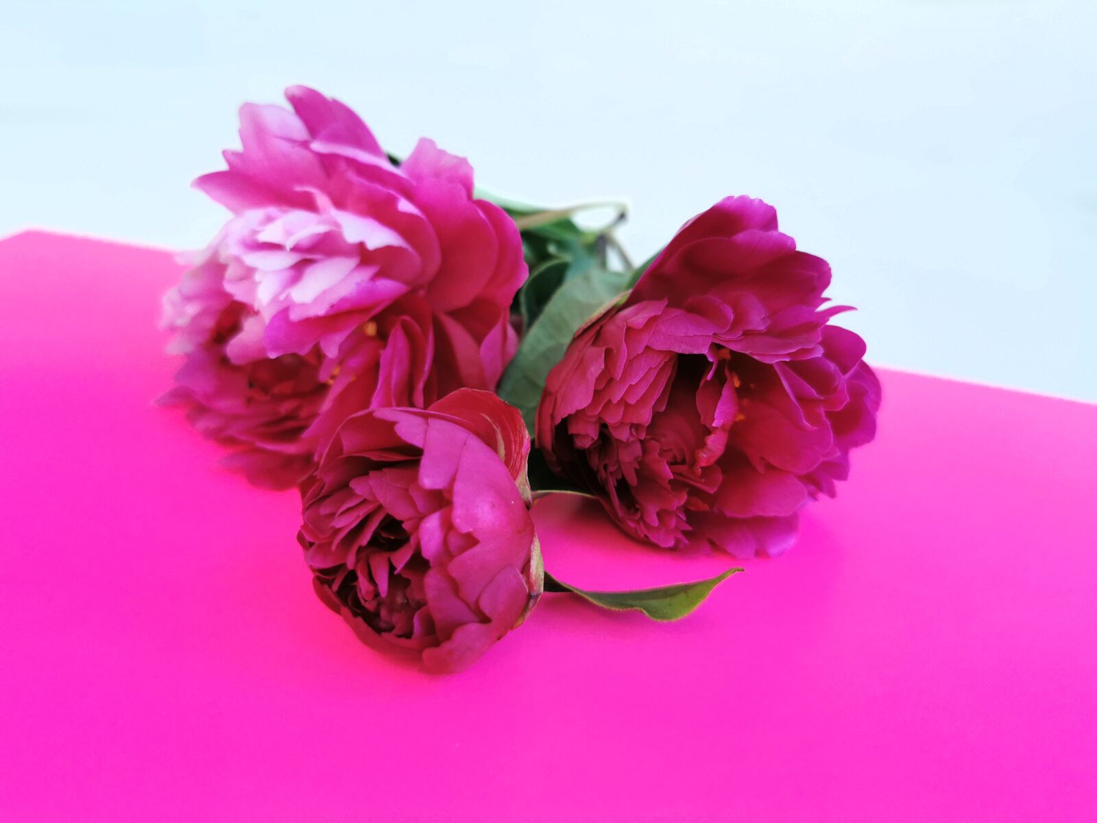 HUAWEI P30 Pro sample photo. Peonies, flowers, gift photography