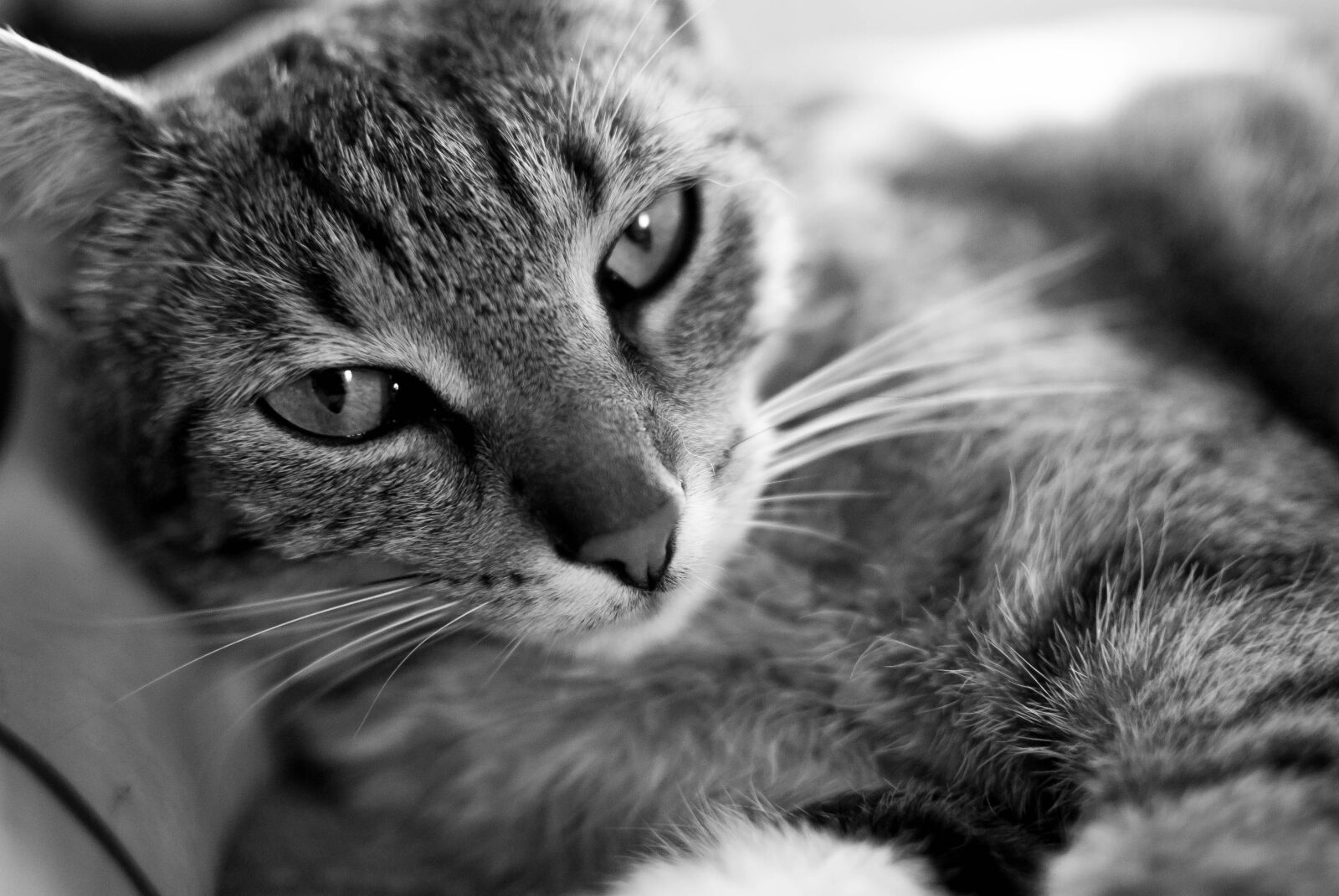 Nikon D60 sample photo. Cat, sweet, kitten photography