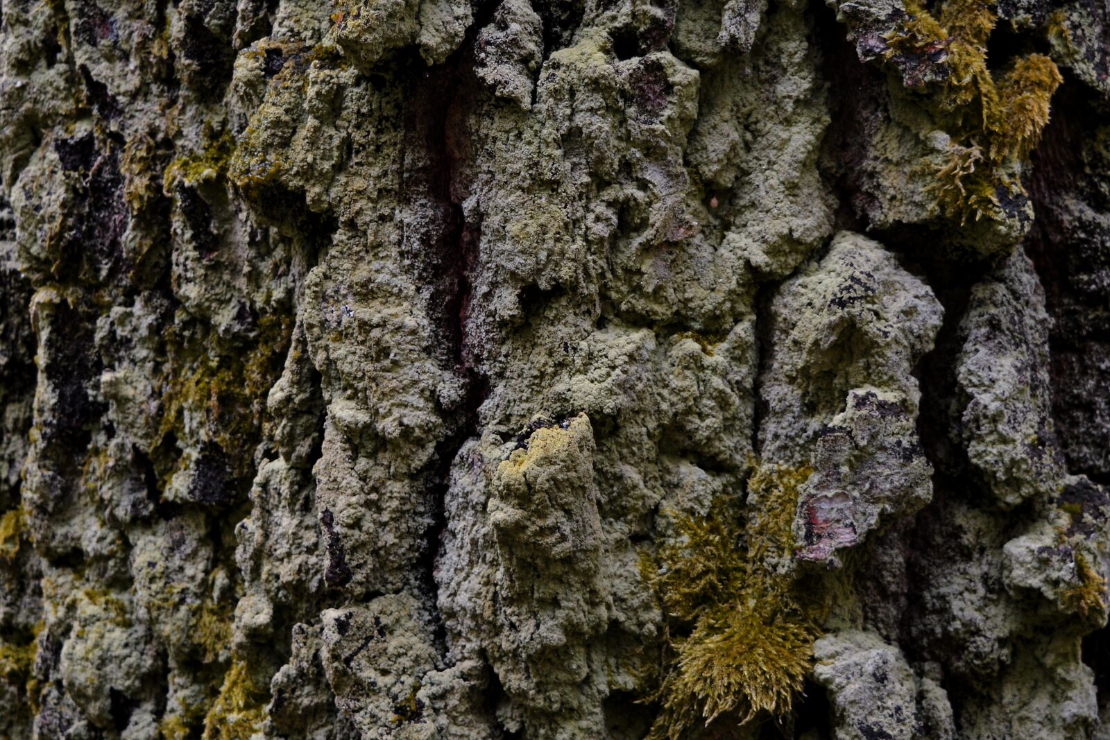 Nikon D5200 sample photo. Tree, bark, tribe photography