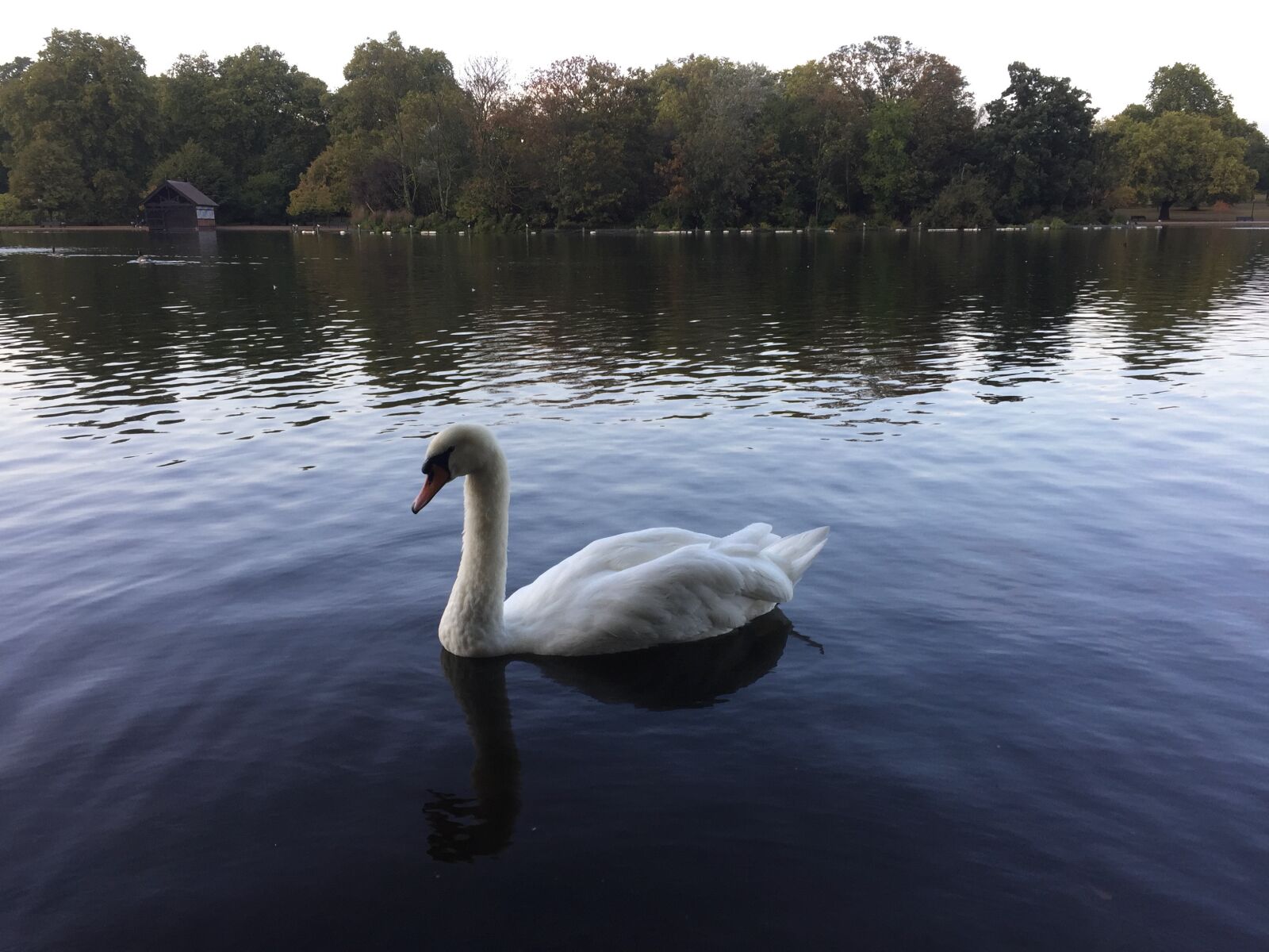 iPhone 6 back camera 4.15mm f/2.2 sample photo. Lake, high park, london photography