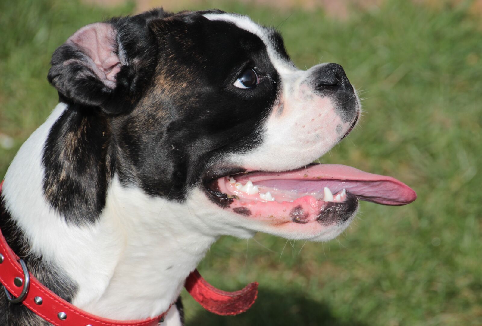 Canon EOS 650D (EOS Rebel T4i / EOS Kiss X6i) sample photo. Dog, boxer, black and photography