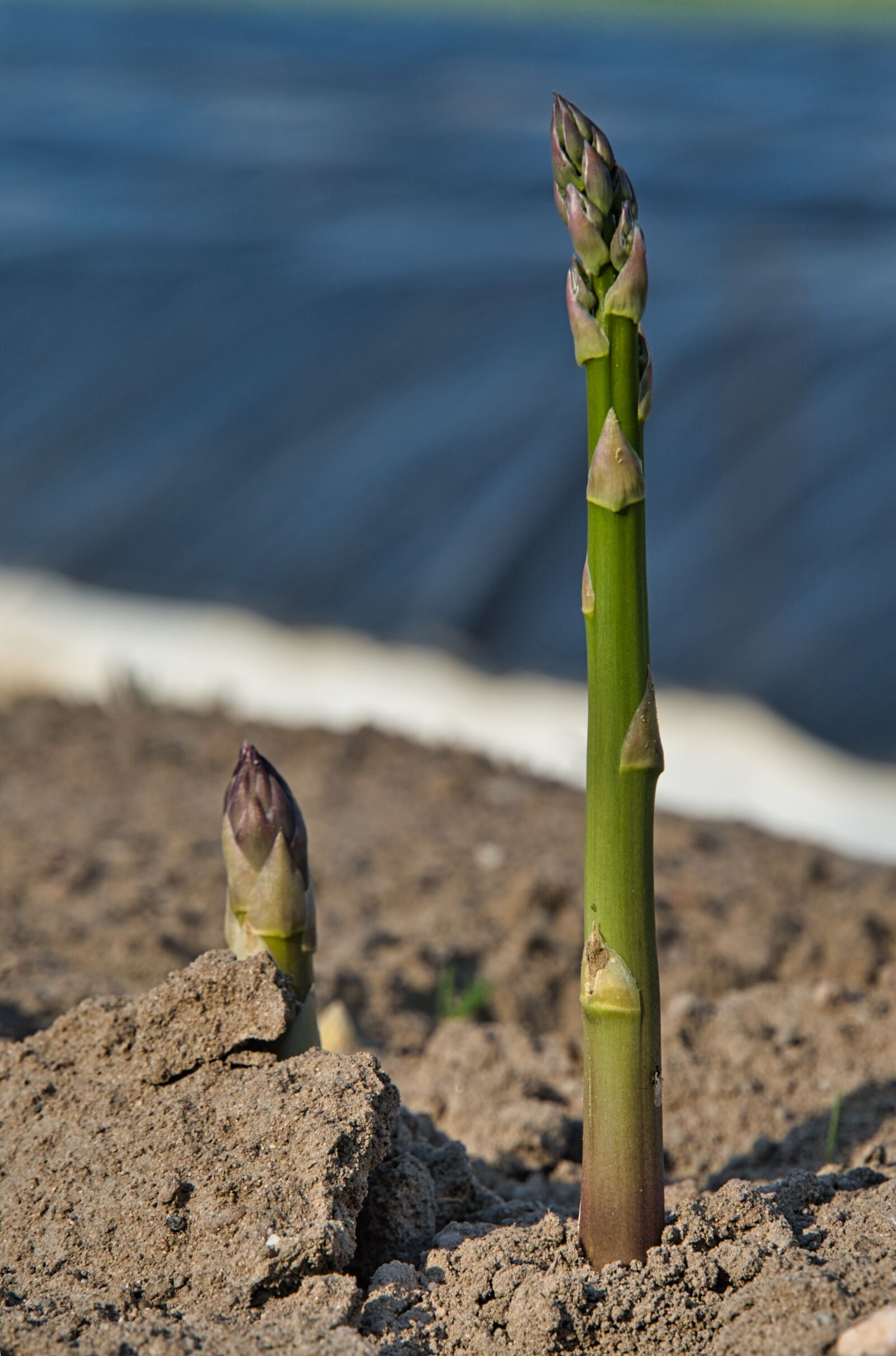 Sony a6400 sample photo. Asparagus, asparagus field, green photography