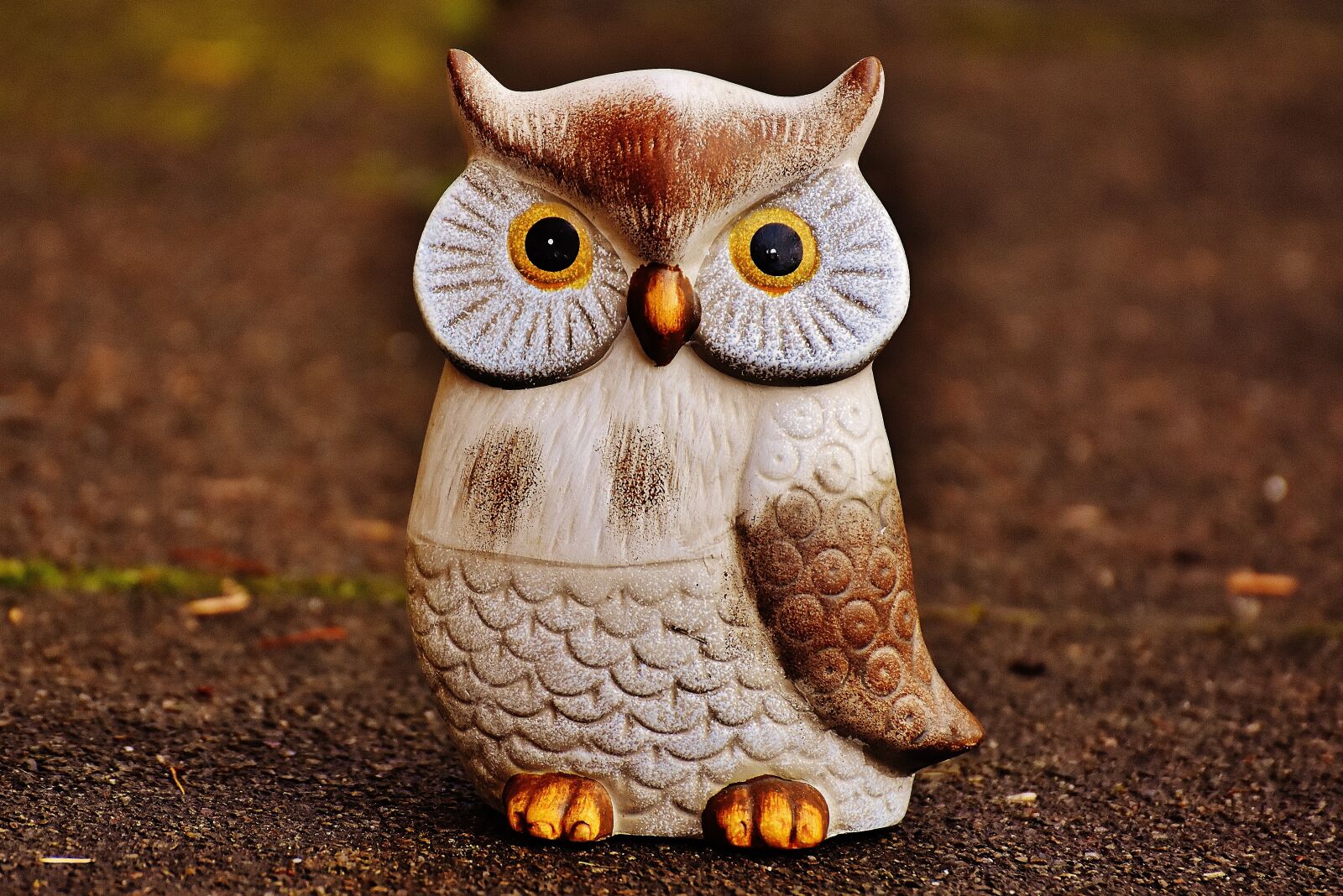 Nikon D7200 sample photo. Owl, bird, funny photography