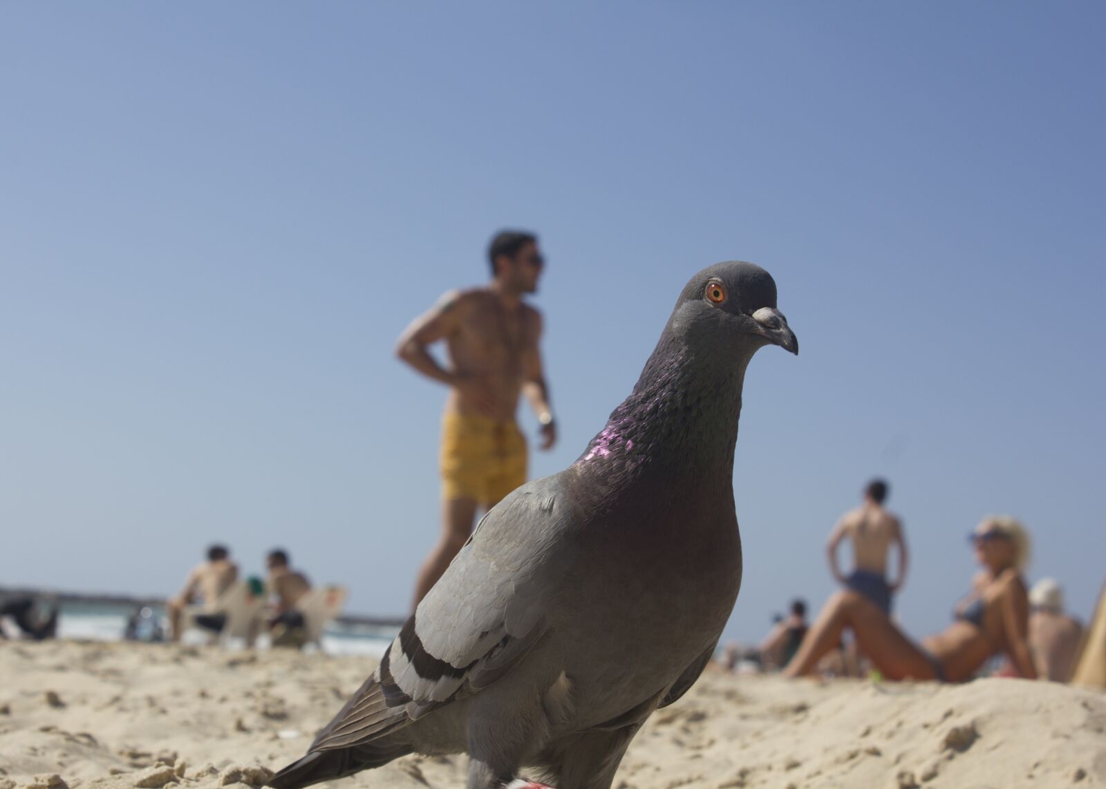 Canon EF-S 18-55mm F3.5-5.6 IS sample photo. Bird, beach, nature photography