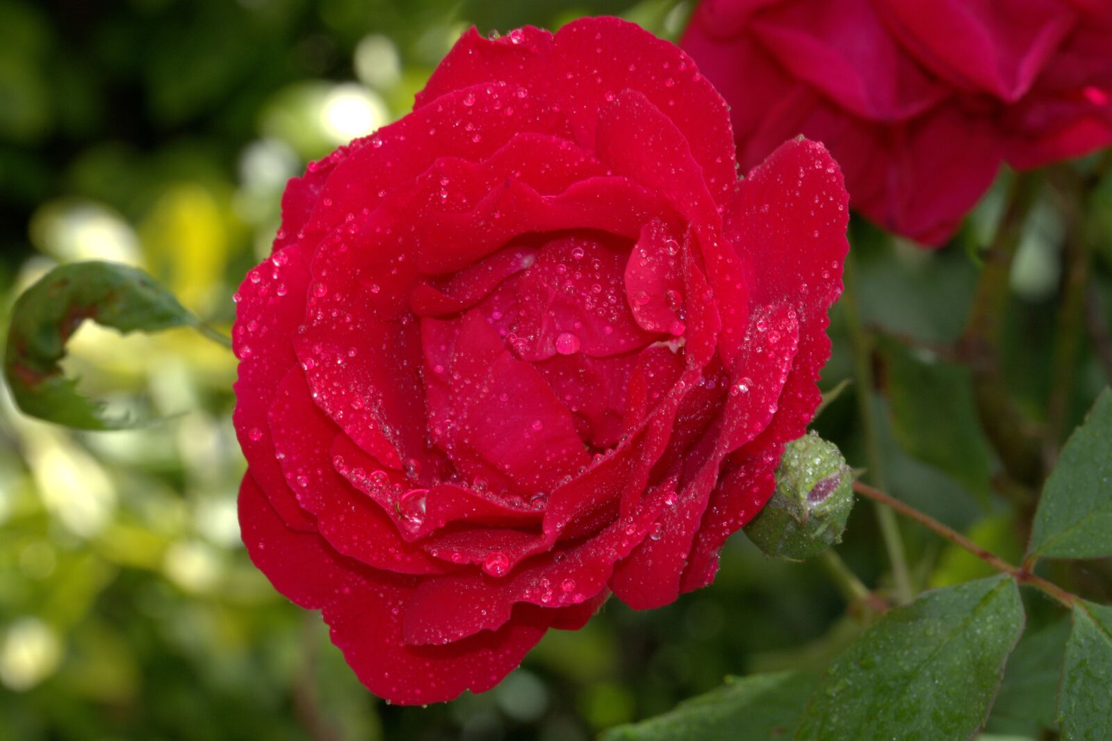 Nikon D5200 sample photo. Red rose, rose, rosales photography