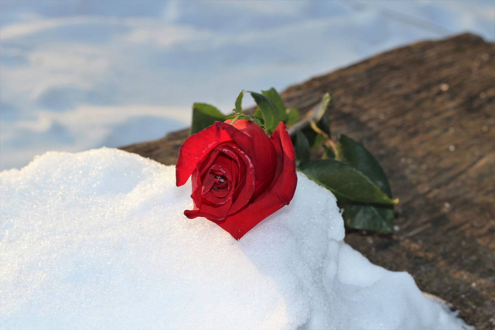 Canon EOS 600D (Rebel EOS T3i / EOS Kiss X5) + Canon EF 50mm F1.8 II sample photo. Frozen red rose on photography