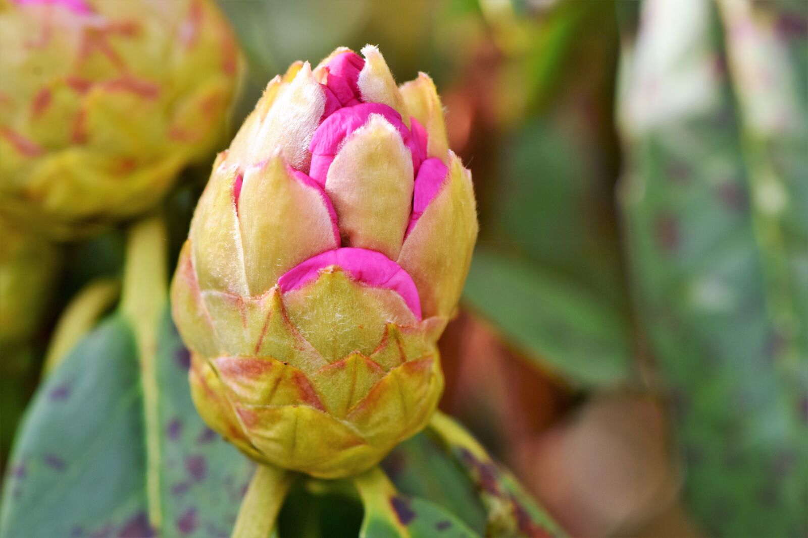 Nikon D7200 sample photo. Rhododendron, rhododedron buds, pink photography