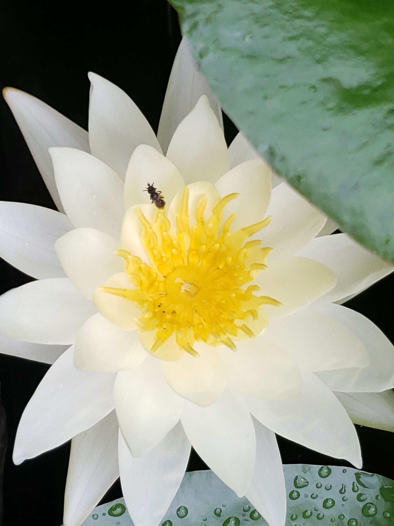 Samsung Galaxy Note9 sample photo. Flower, creation, nature photography