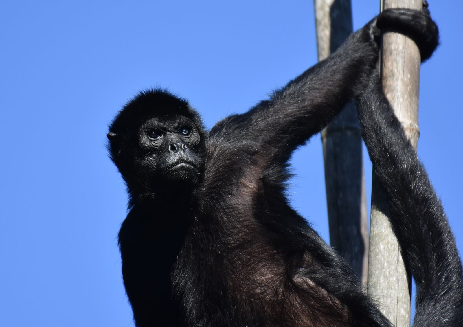 Nikon D7200 sample photo. Monkey, climb, different eye photography