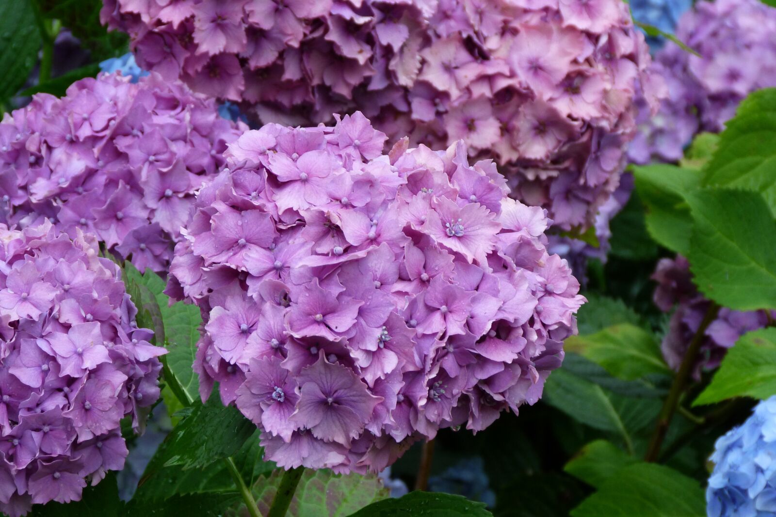 Panasonic Lumix DMC-FZ40 (Lumix DMC-FZ45) sample photo. Hydrangea, lilac, flower photography