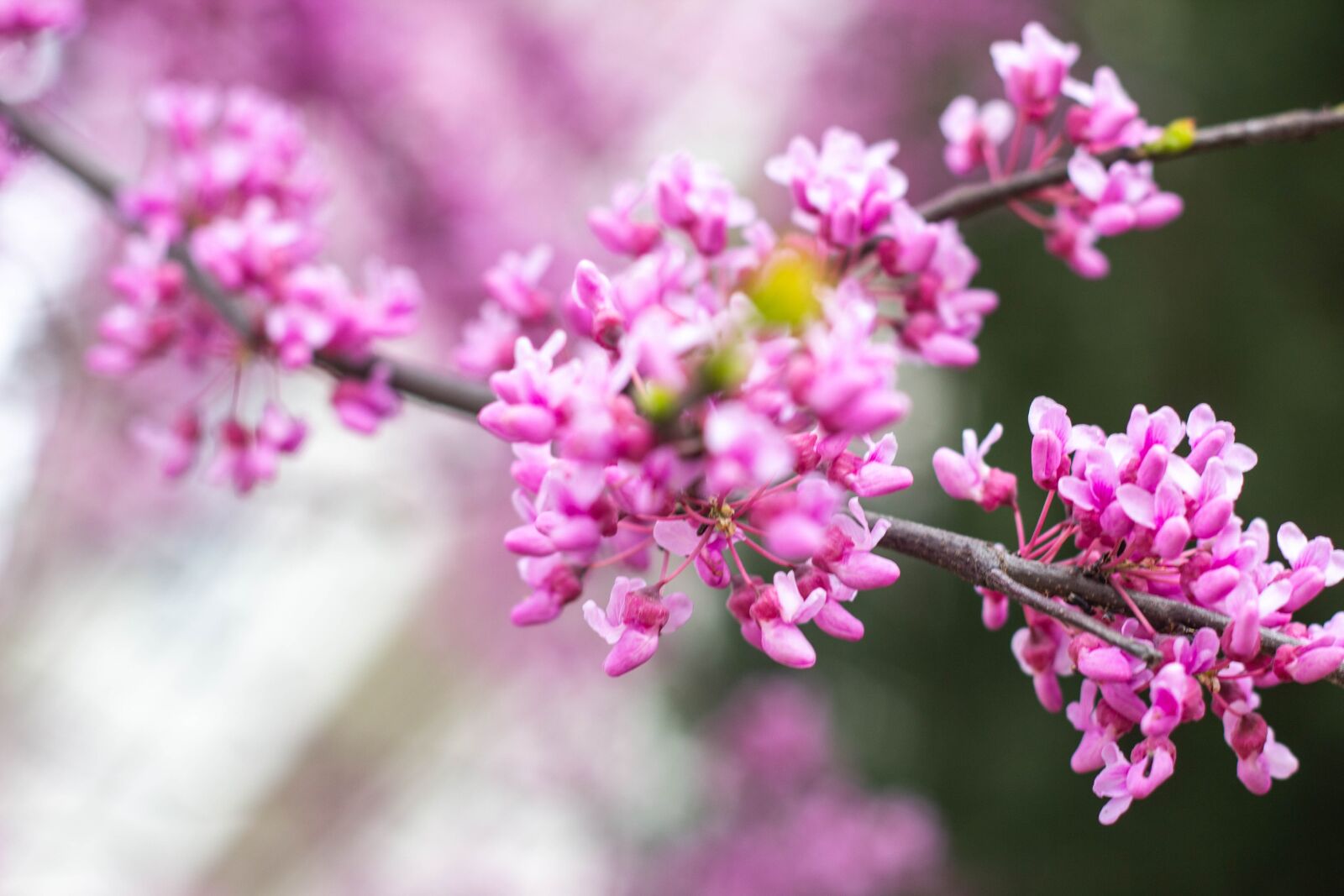 Canon EOS 60D + Canon EF 50mm F1.8 II sample photo. Flower, nature, flora photography