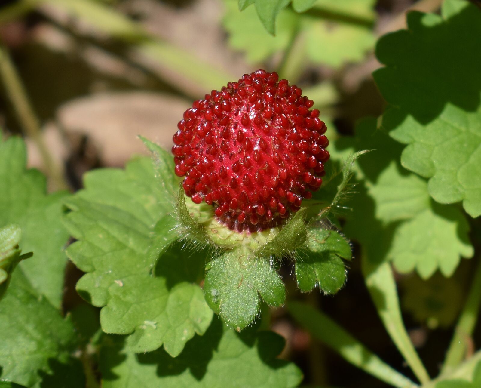 Nikon D3300 sample photo. Ripe indian strawberry, wild photography