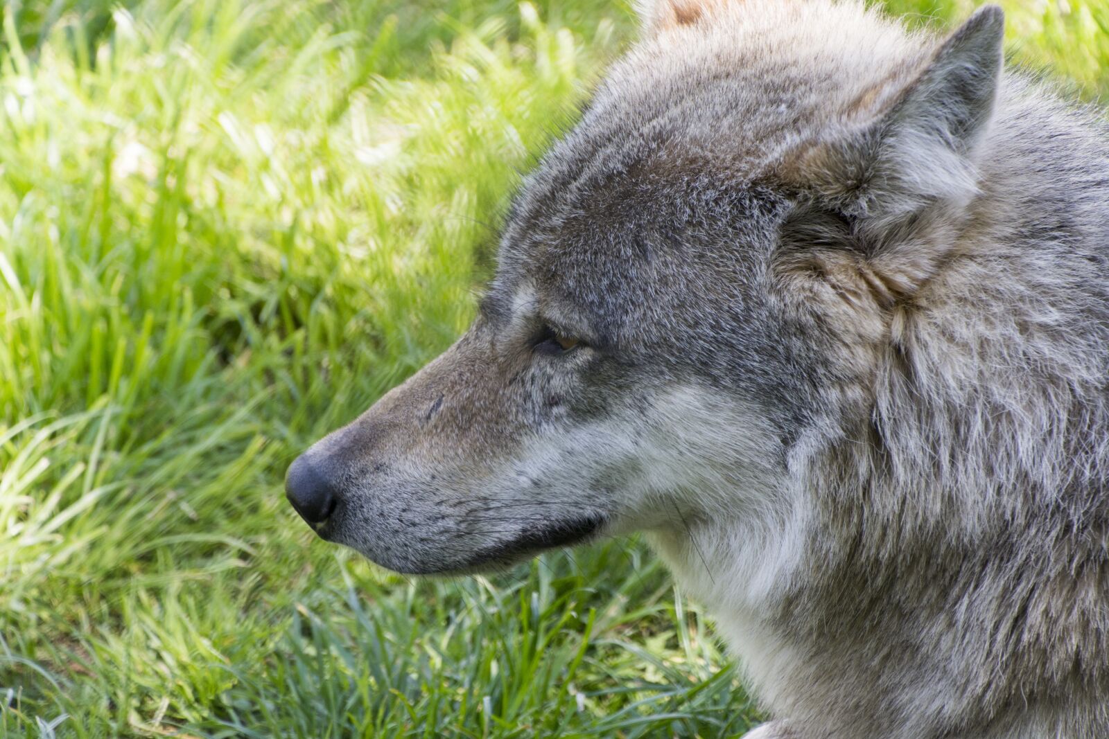 Nikon D7100 sample photo. Beast, wolf, predator photography