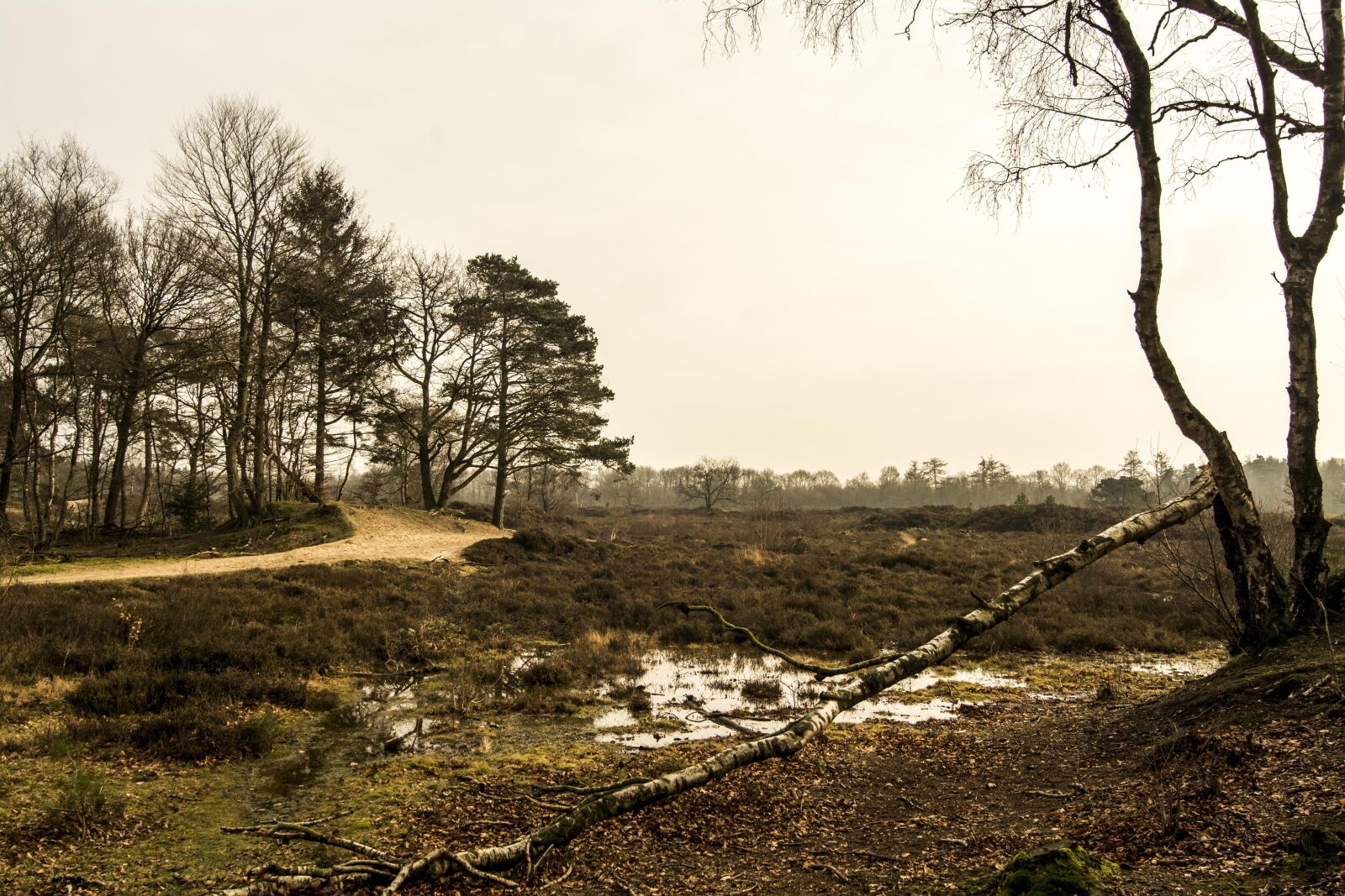 Nikon D7100 sample photo. Trees, tree, nature photography