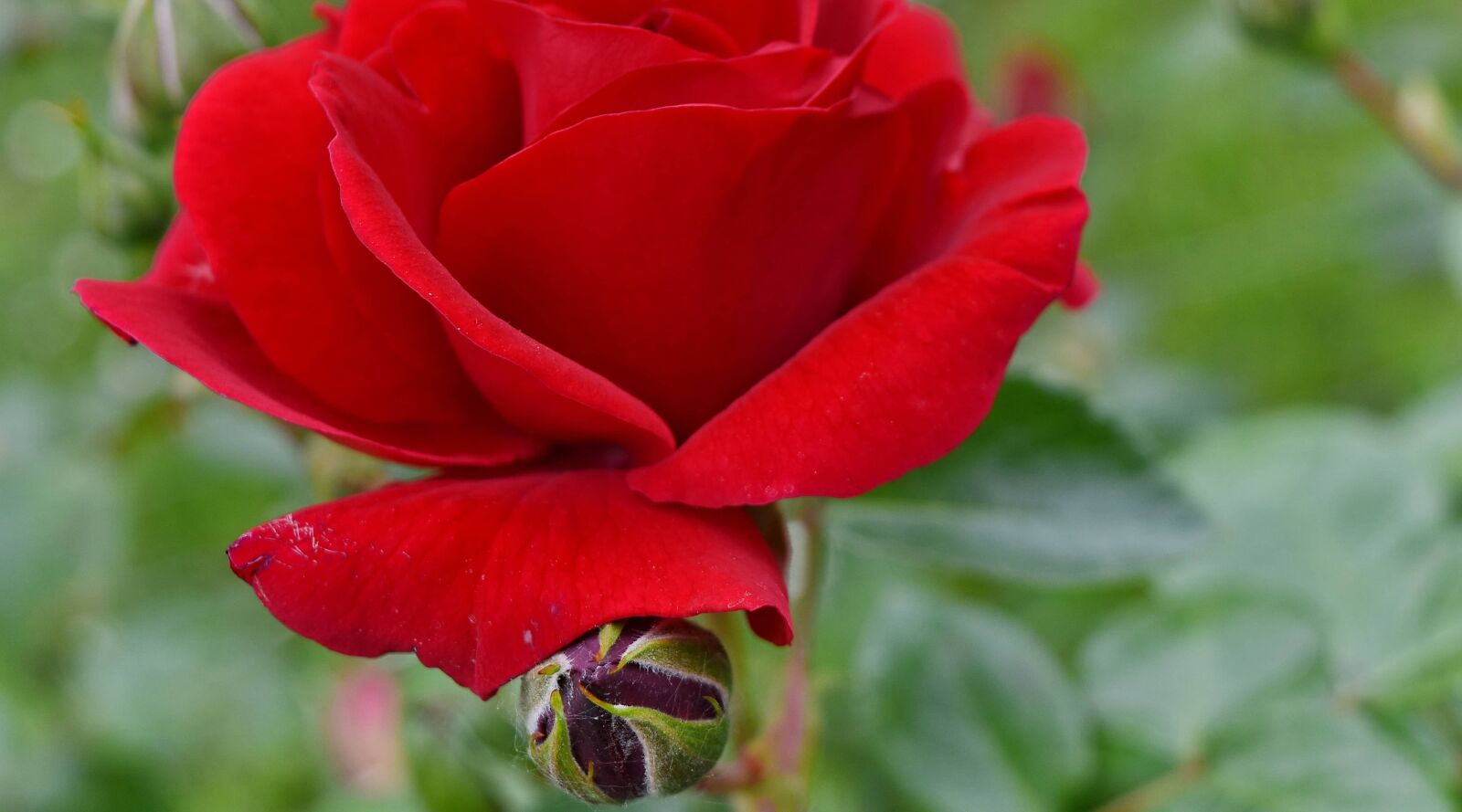 Nikon D5500 sample photo. Beautiful flowers, horticulture, petals photography