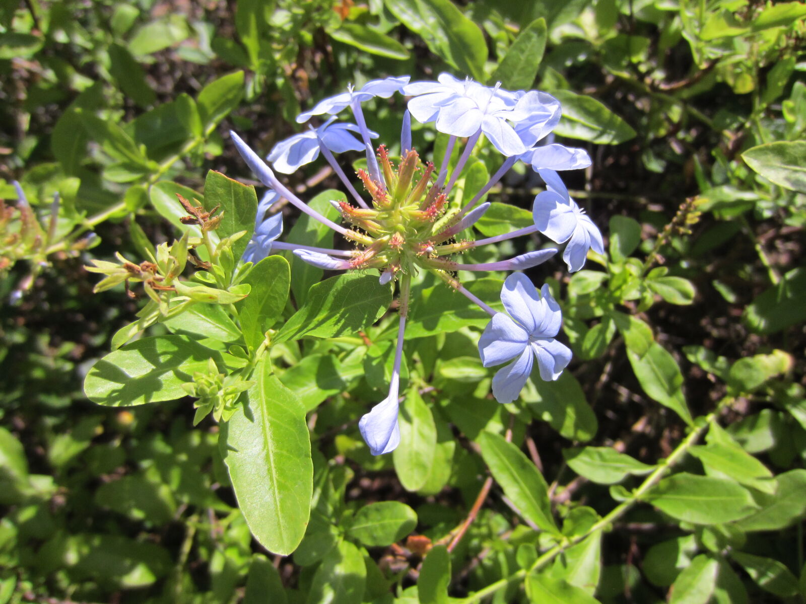 Canon PowerShot ELPH 300 HS (IXUS 220 HS / IXY 410F) sample photo. Bloom, blu, blue, estate photography