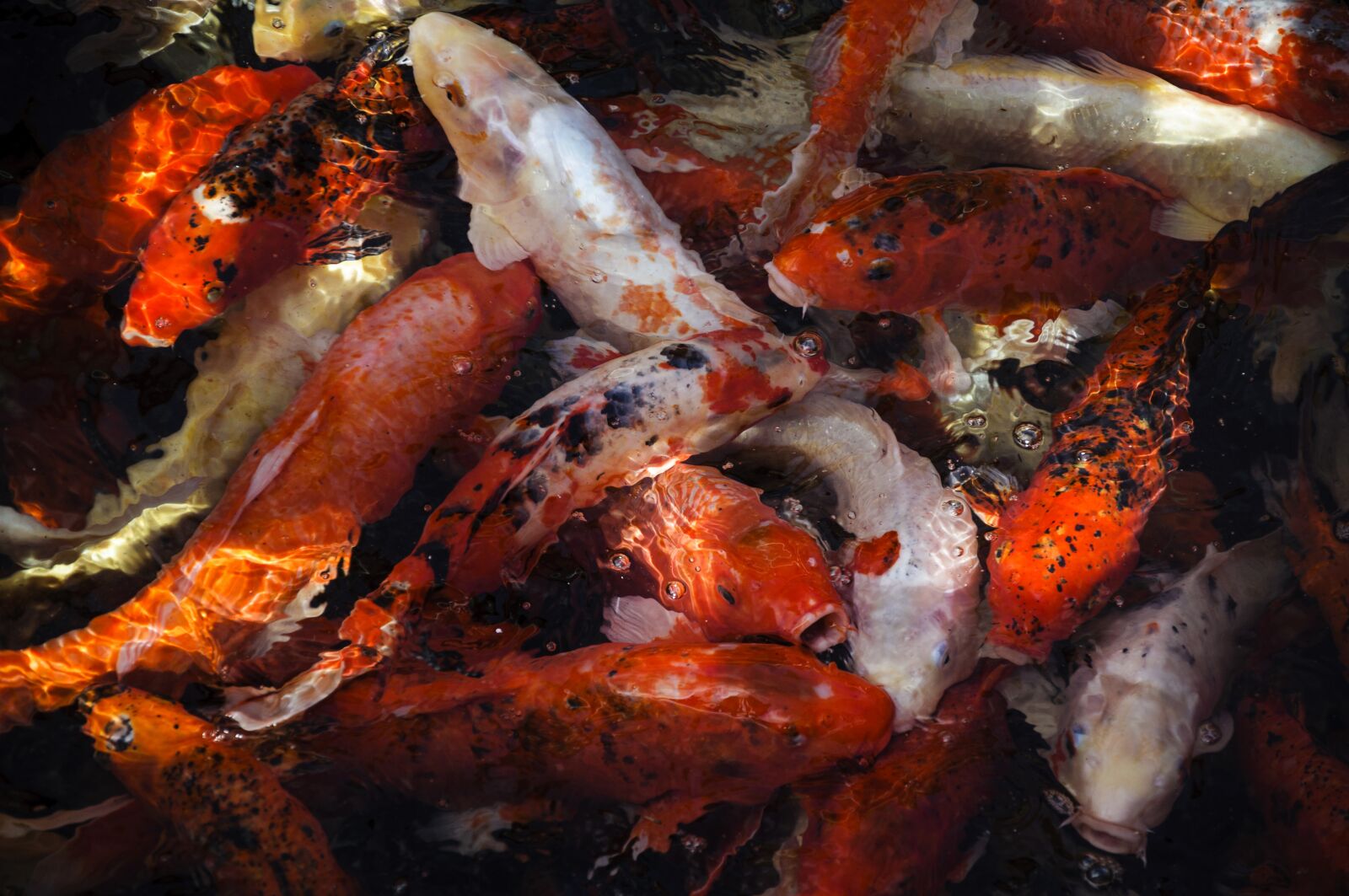 Nikon D5000 sample photo. Fish, koi, koi carp photography