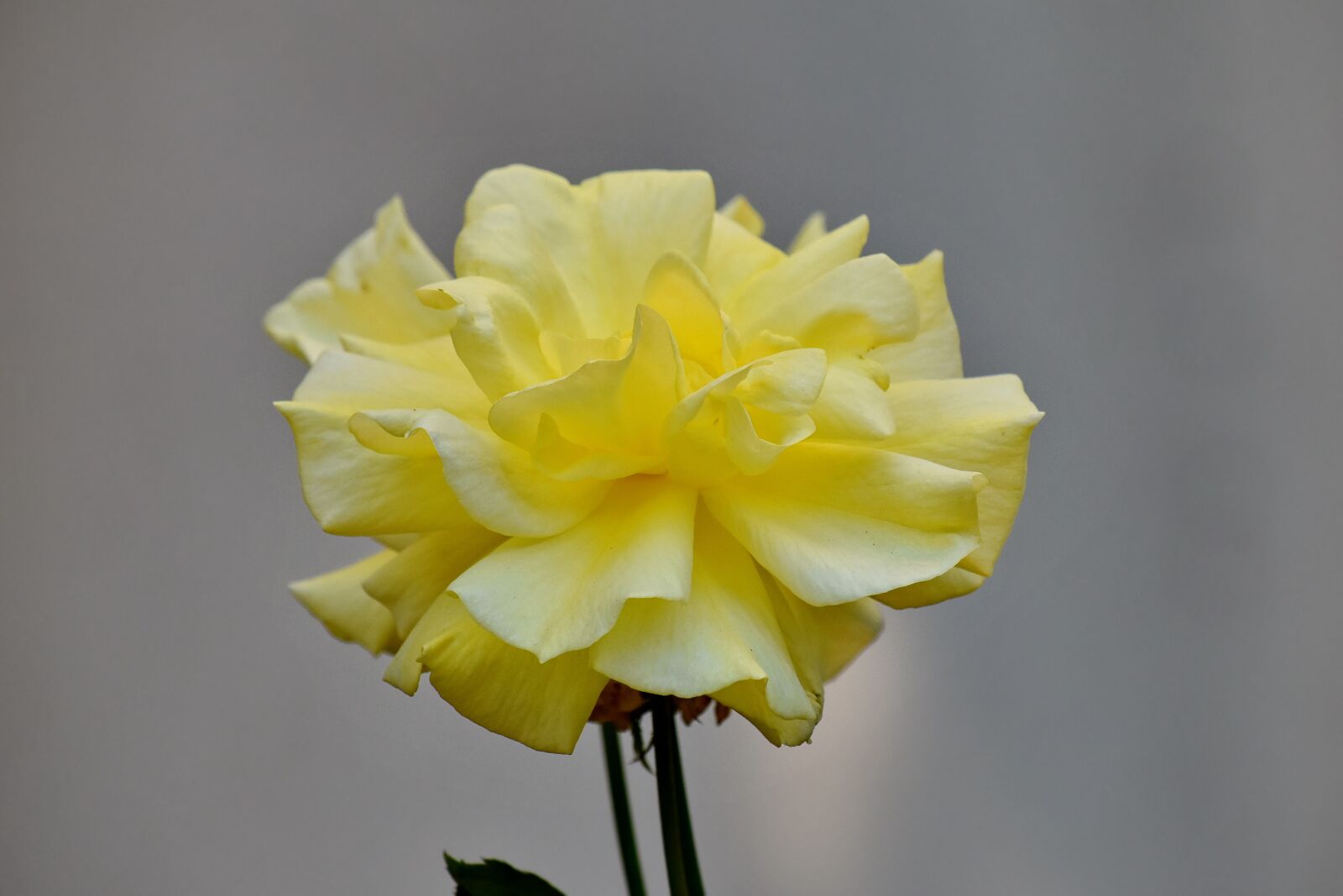 Nikon D5500 sample photo. Focus, rose, yellowish, plant photography